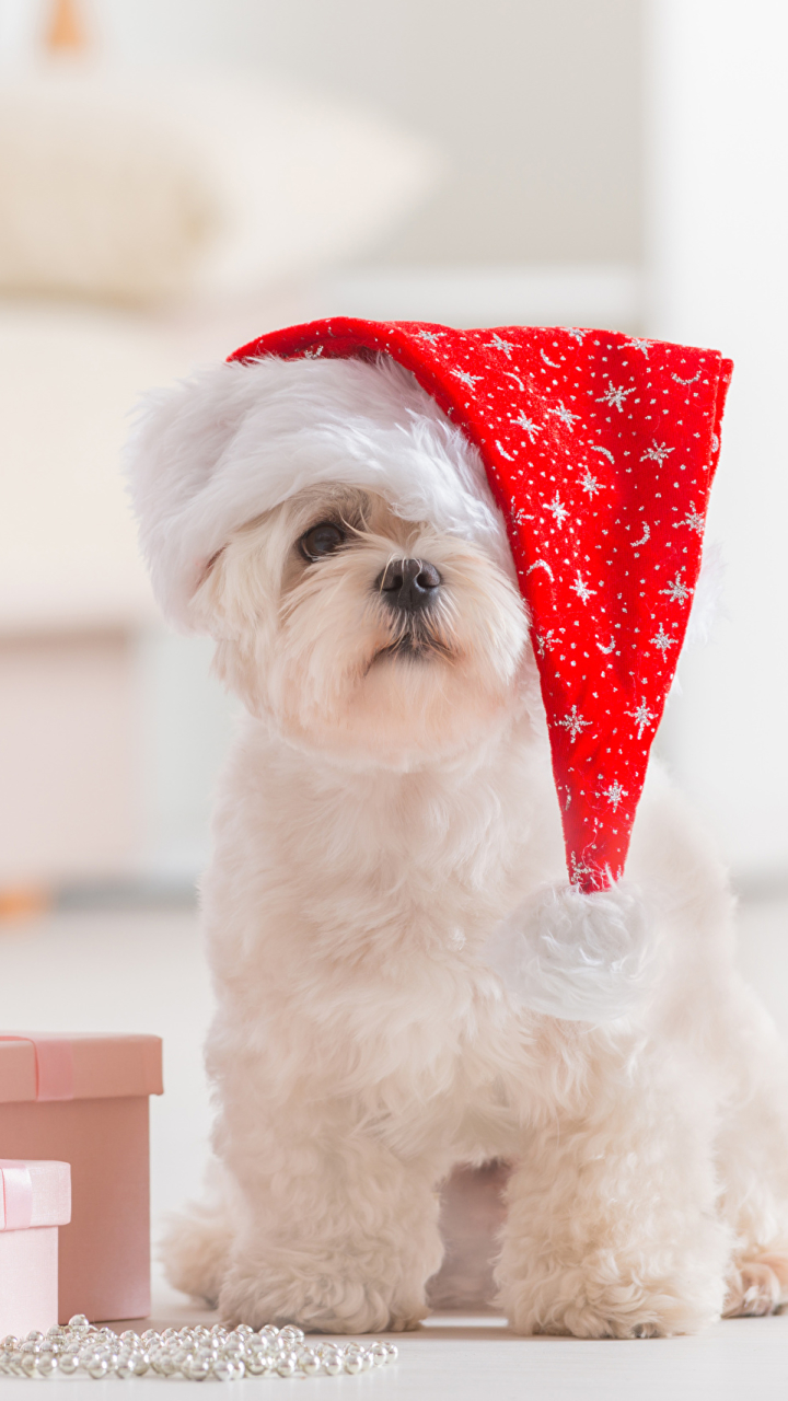 無料モバイル壁紙動物, クリスマス, 犬, マルタ語, ホリデー, サンタハットをダウンロードします。
