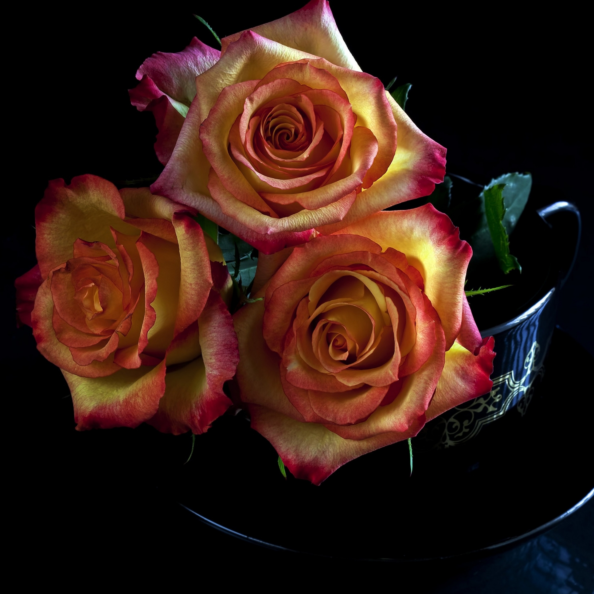 Скачать обои бесплатно Цветок, Роза, Земля/природа картинка на рабочий стол ПК