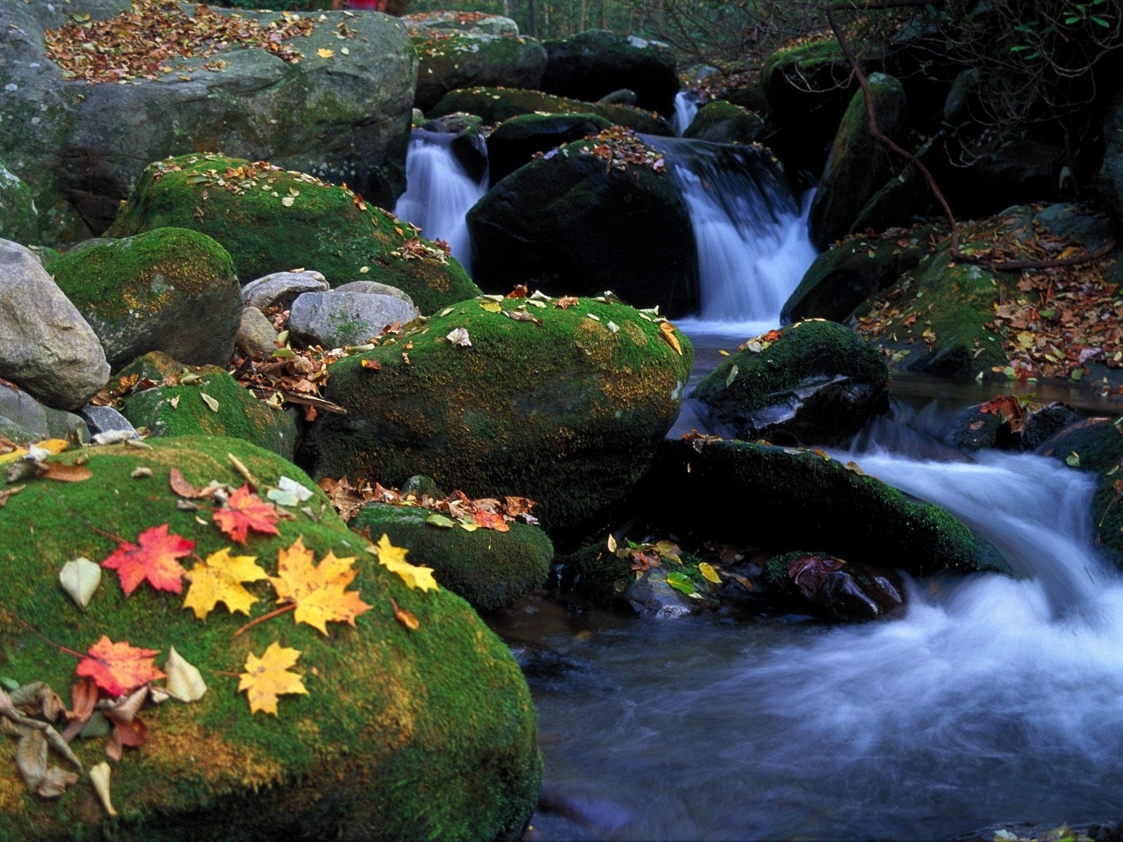 PCデスクトップに自然, 水, 秋, 葉, 滝, 地球, モス画像を無料でダウンロード