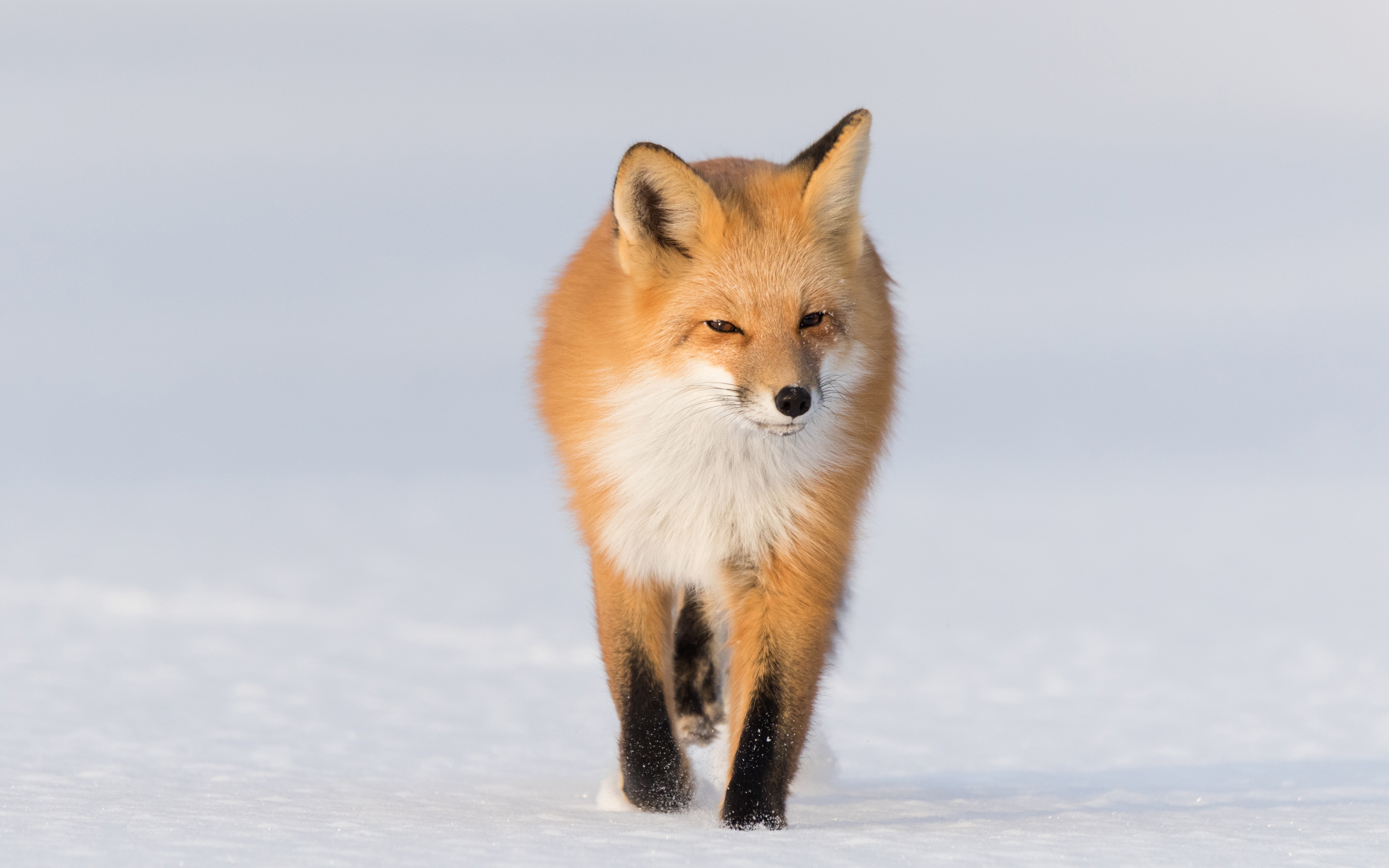 Download mobile wallpaper Winter, Snow, Fox, Animal for free.