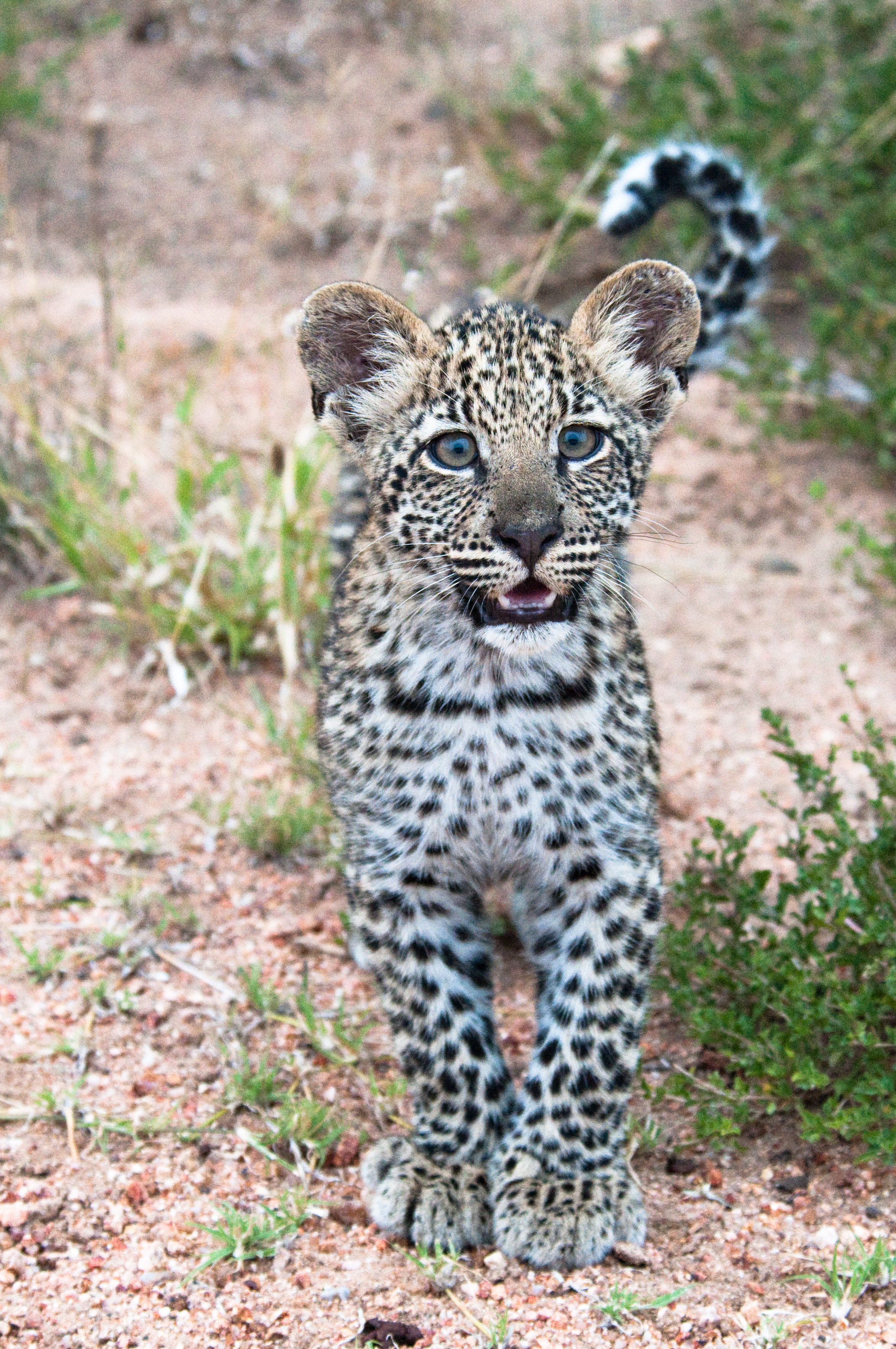 africa, joey, animals, young, leopard, predator, wildlife, nice, sweetheart Phone Background