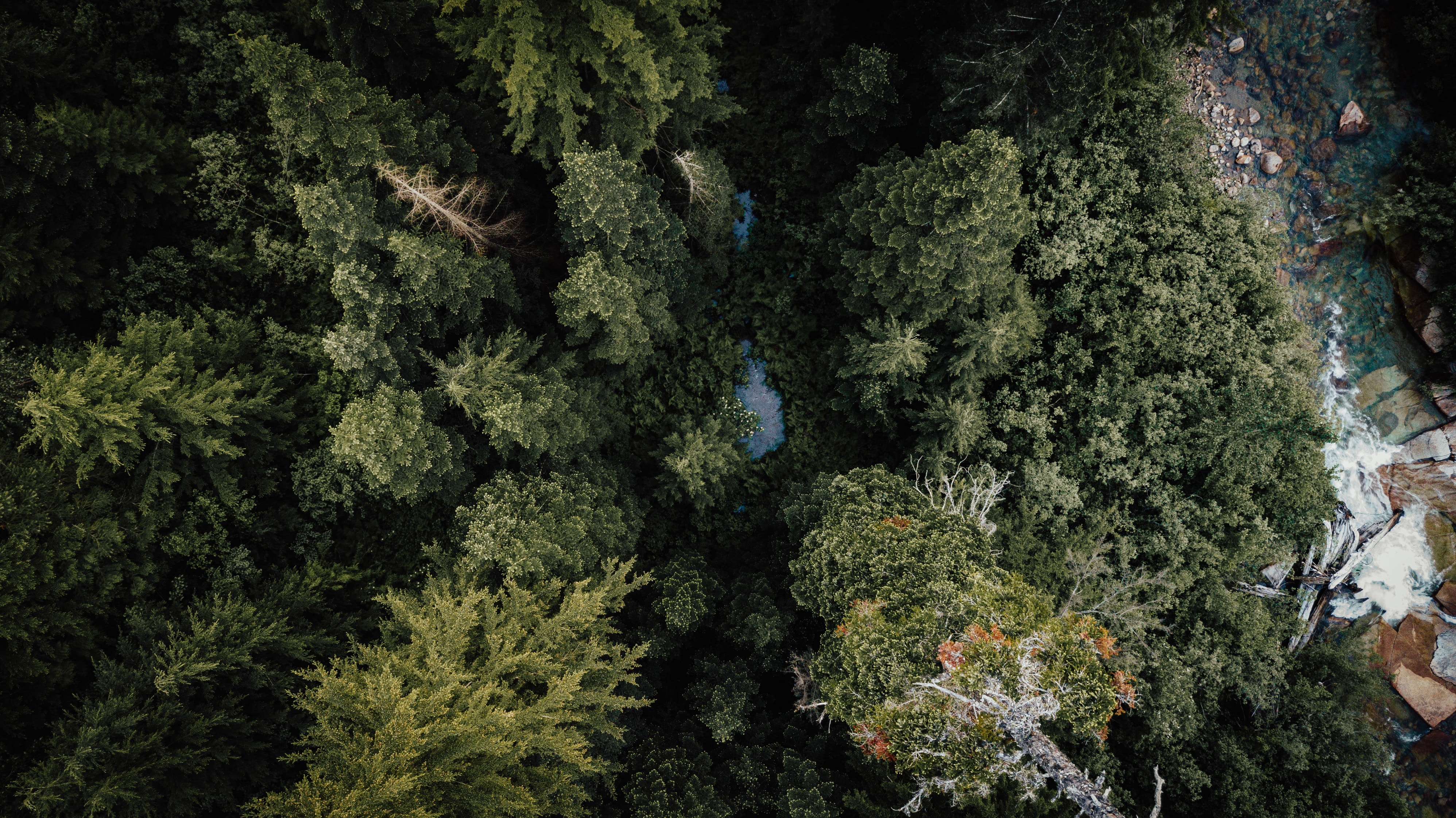 PCデスクトップに木, 上から見る, 森林, 森, 川, 自然画像を無料でダウンロード