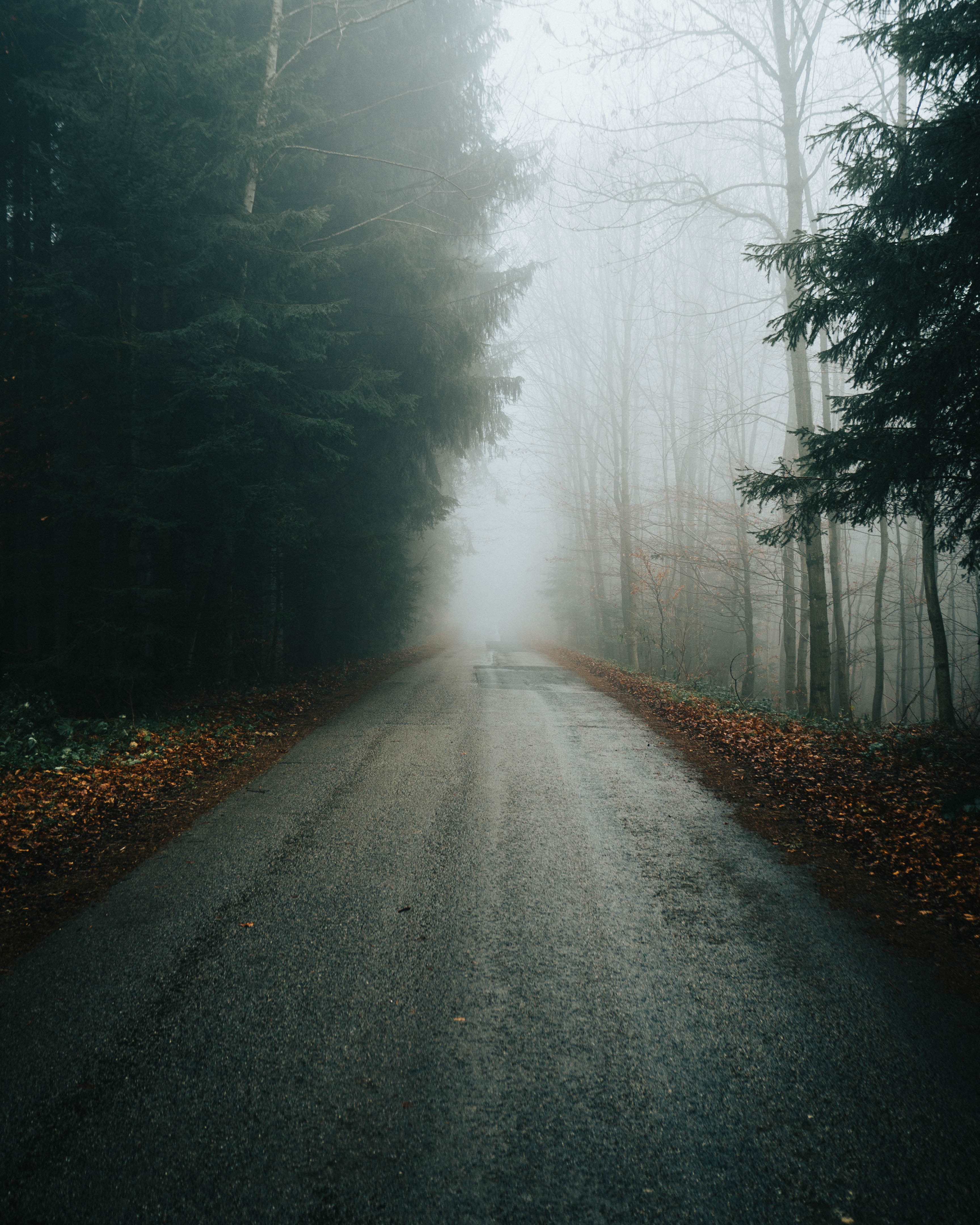 Free download wallpaper Fog, Branches, Trees, Nature, Autumn, Road on your PC desktop