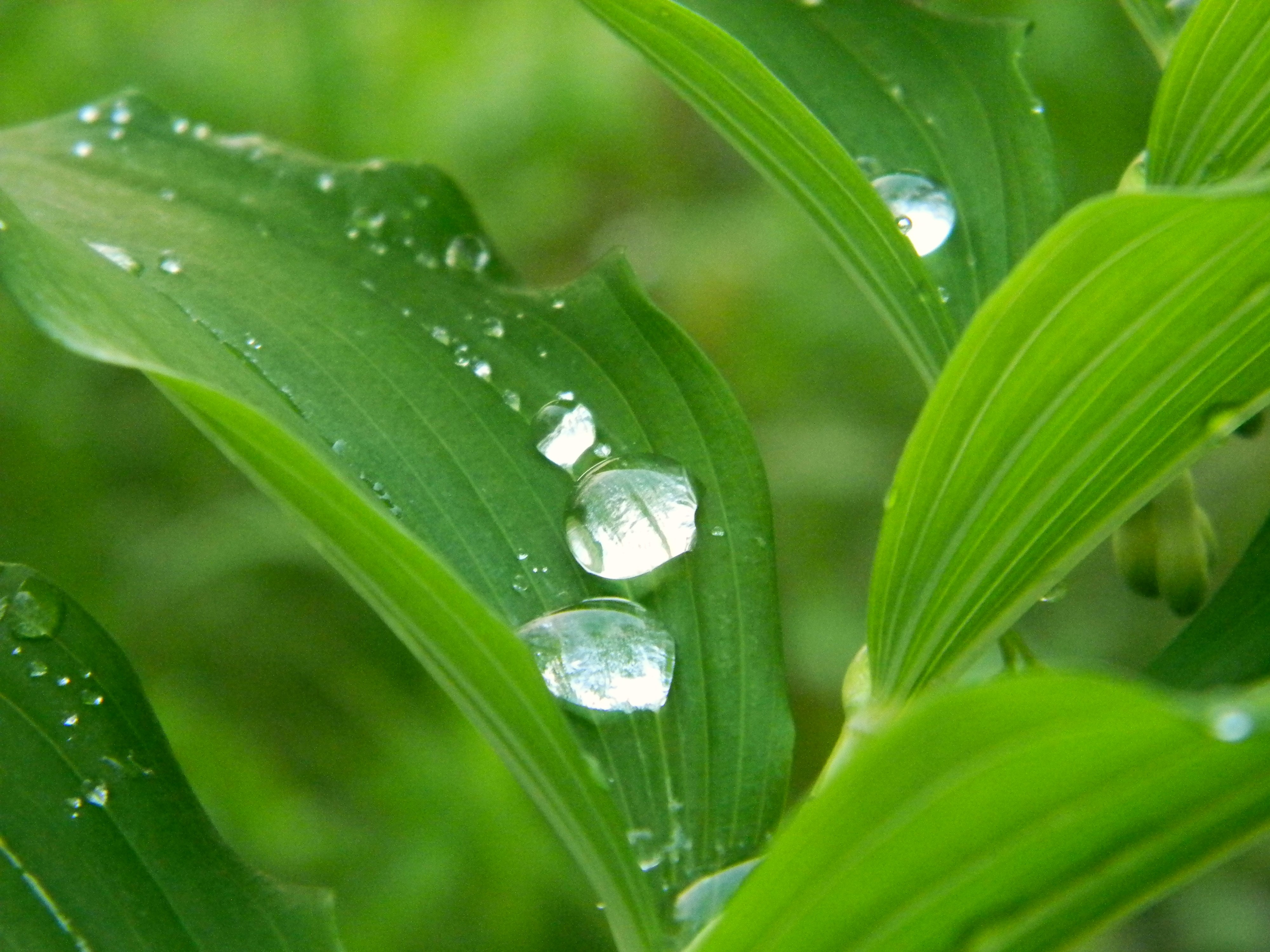 Free download wallpaper Nature, Earth, Raindrops, Water Drop on your PC desktop