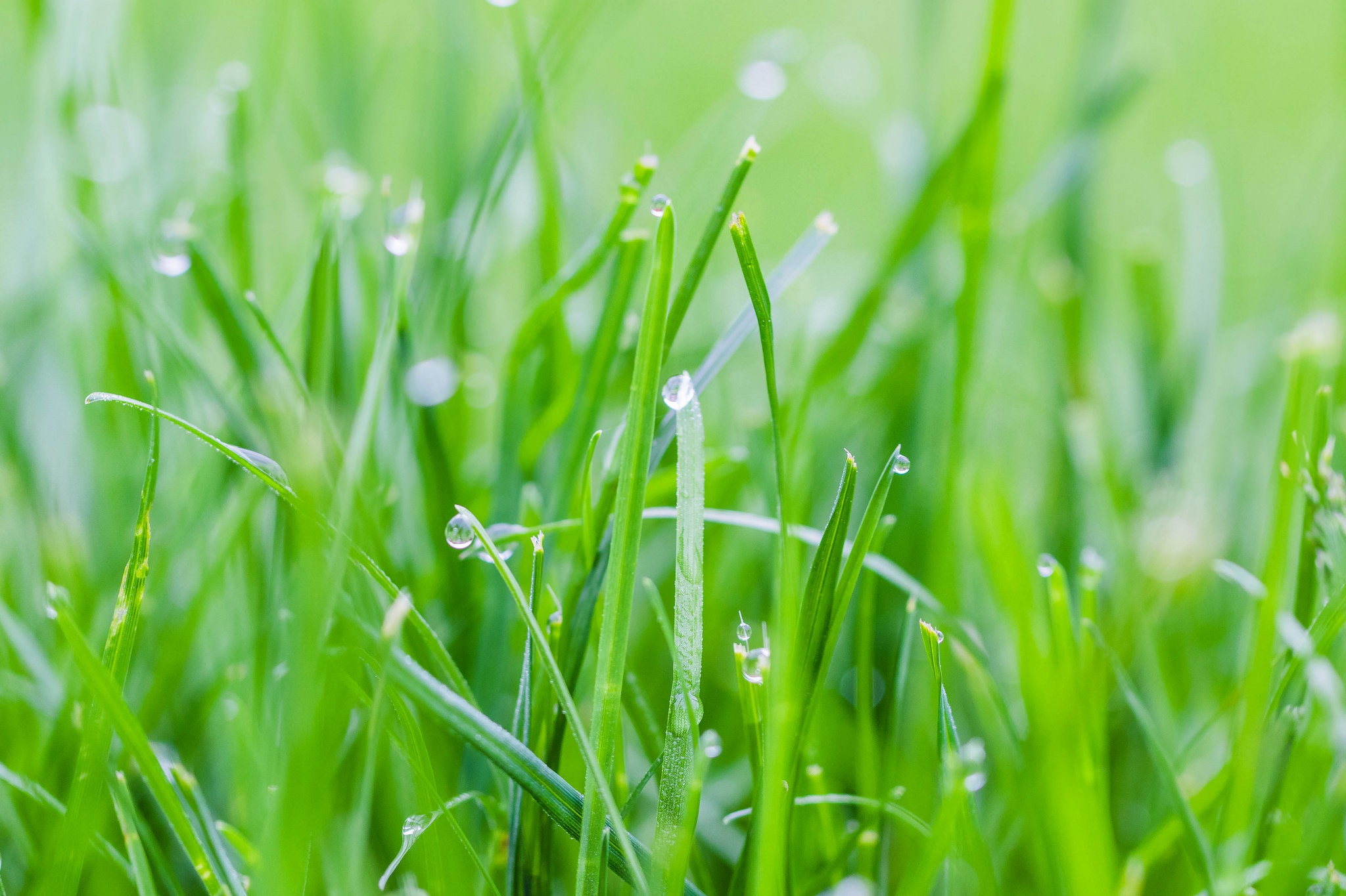 Free download wallpaper Nature, Grass, Macro, Earth on your PC desktop