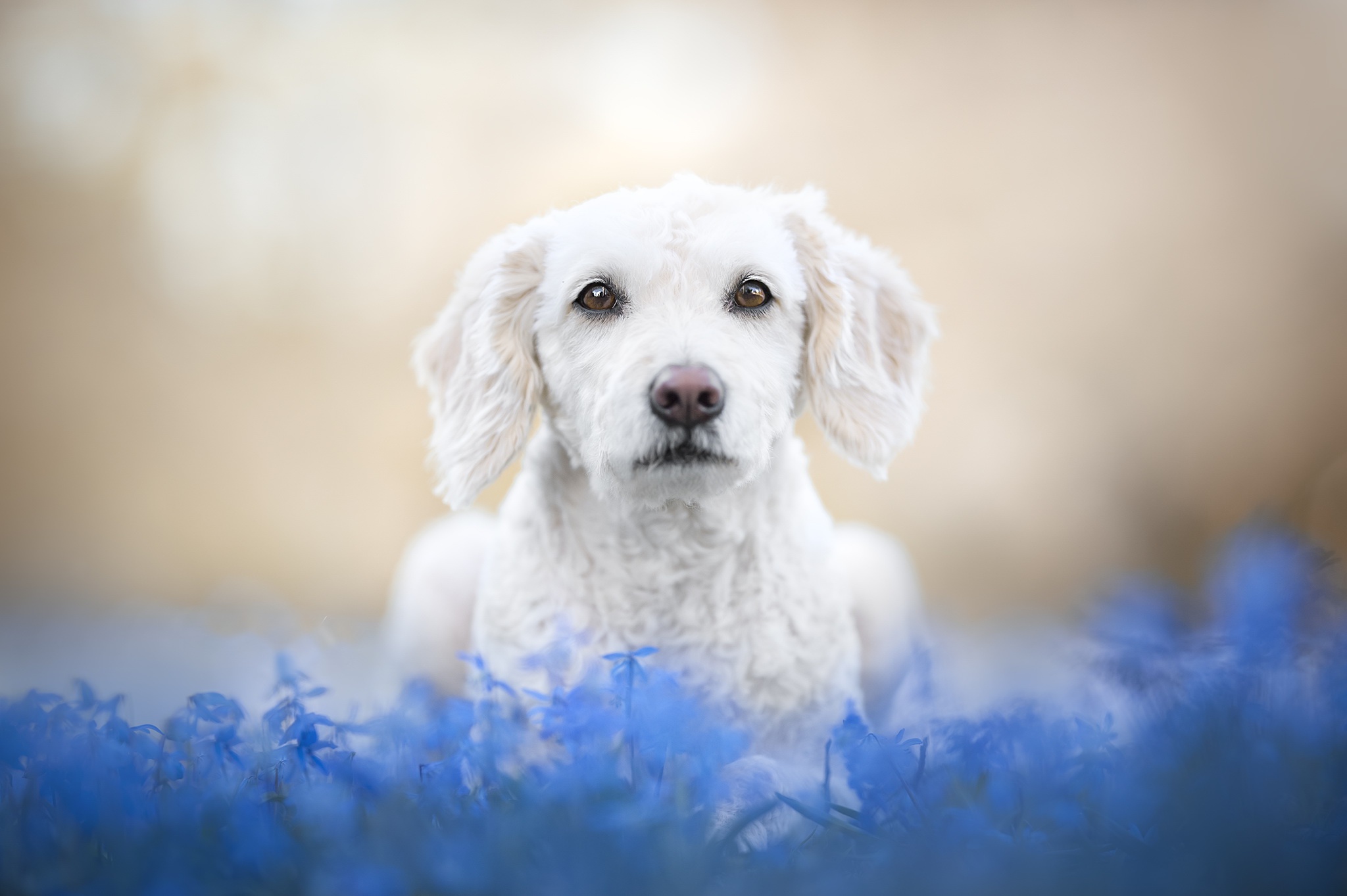 Download mobile wallpaper Dogs, Dog, Animal, Blue Flower for free.