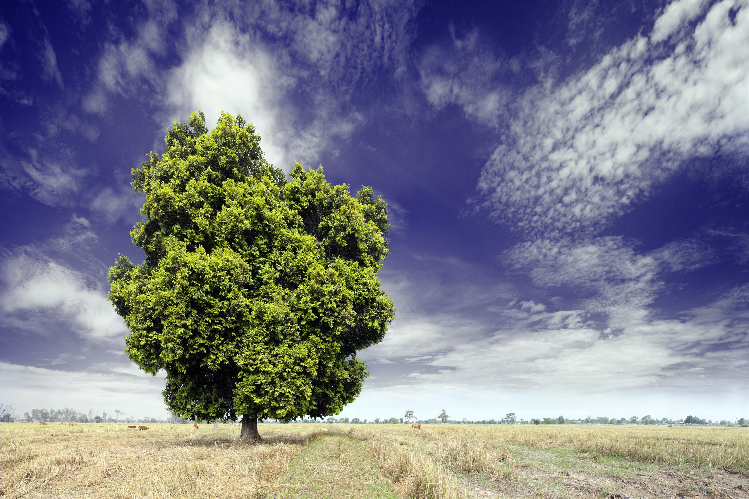 Free download wallpaper Nature, Trees, Sky, Tree, Earth, Cloud, Lonely Tree on your PC desktop