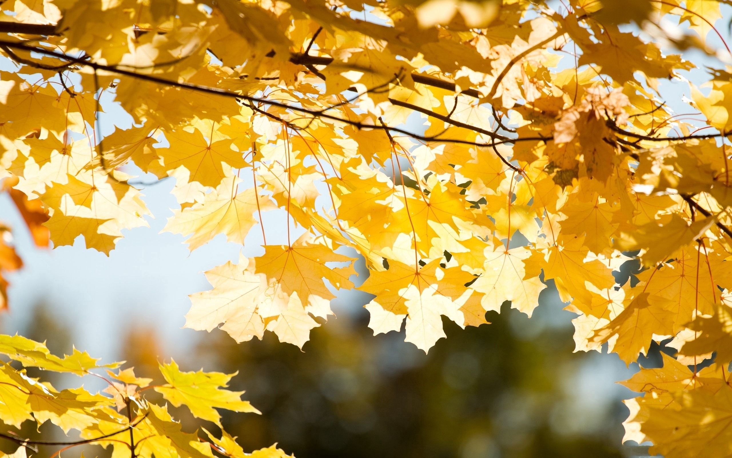 Скачать картинку Природа, Листья, Осень, Ветка в телефон бесплатно.