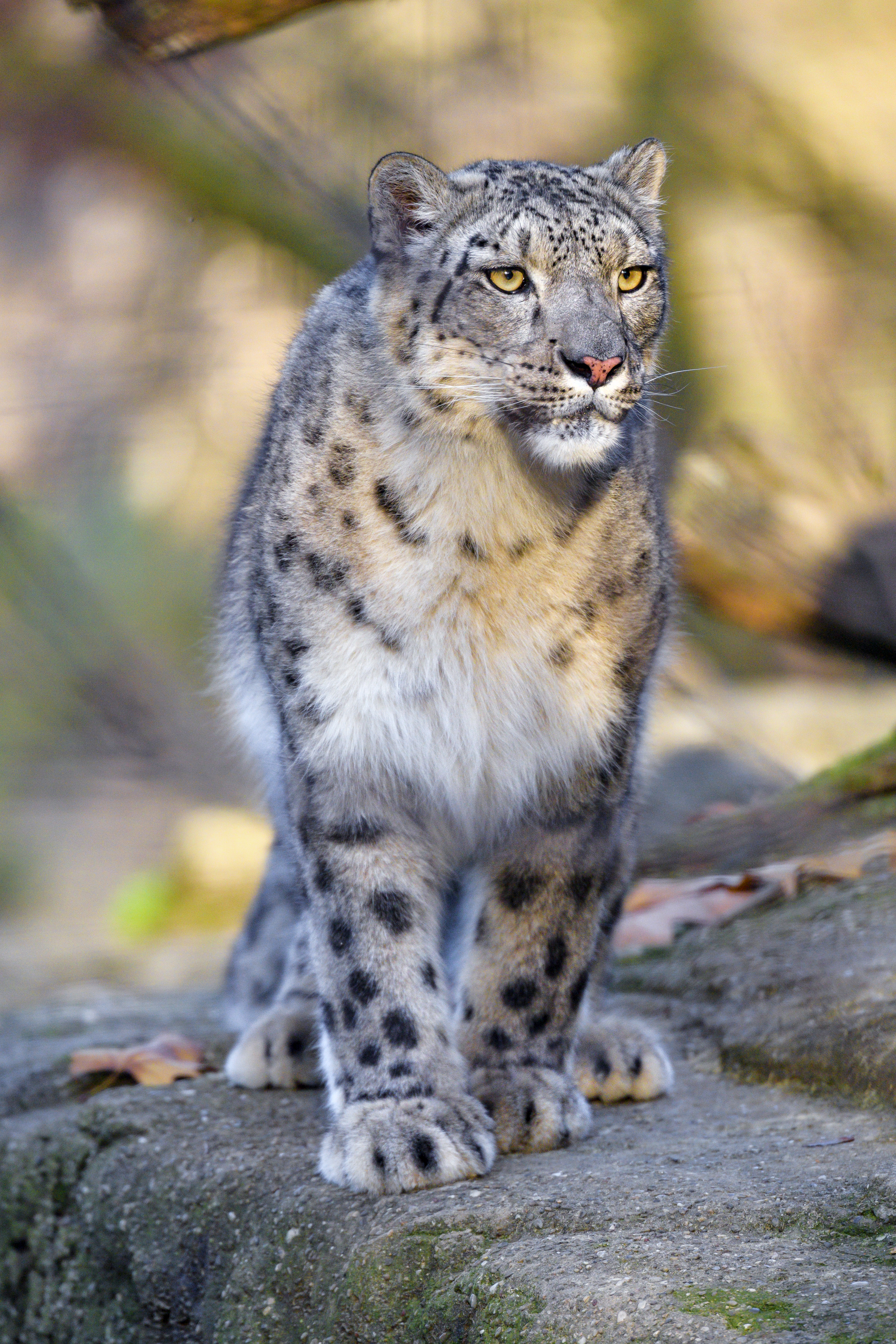 wildlife, snow leopard, animals, predator, big cat, grey, animal