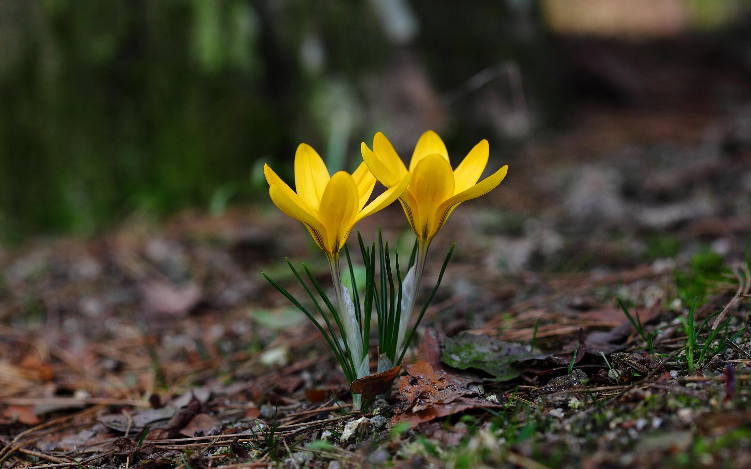 Laden Sie das Blumen, Blume, Frühling, Krokus, Erde/natur-Bild kostenlos auf Ihren PC-Desktop herunter