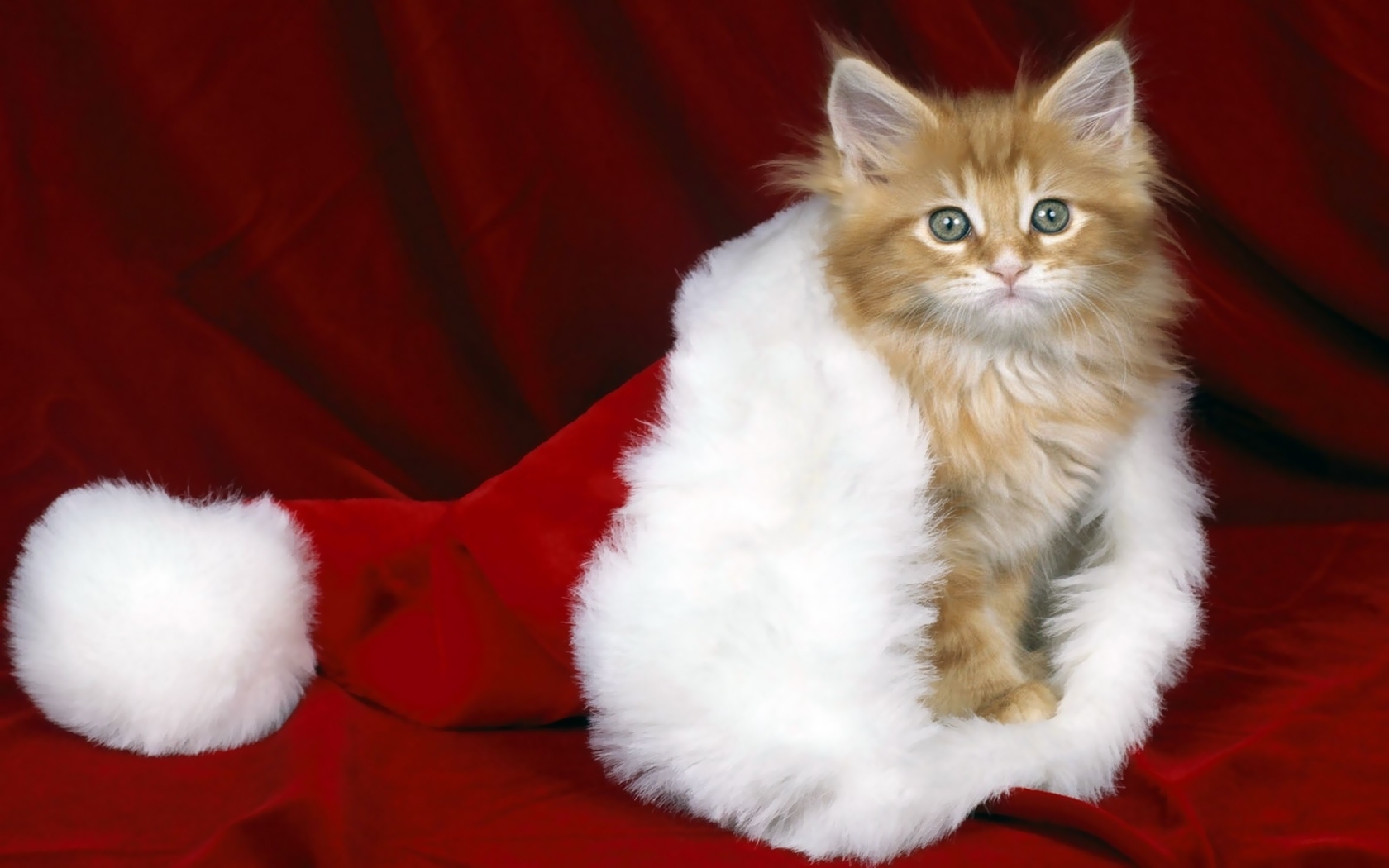 Baixe gratuitamente a imagem Férias, Animais, Ano Novo, Natal, Gatos na área de trabalho do seu PC