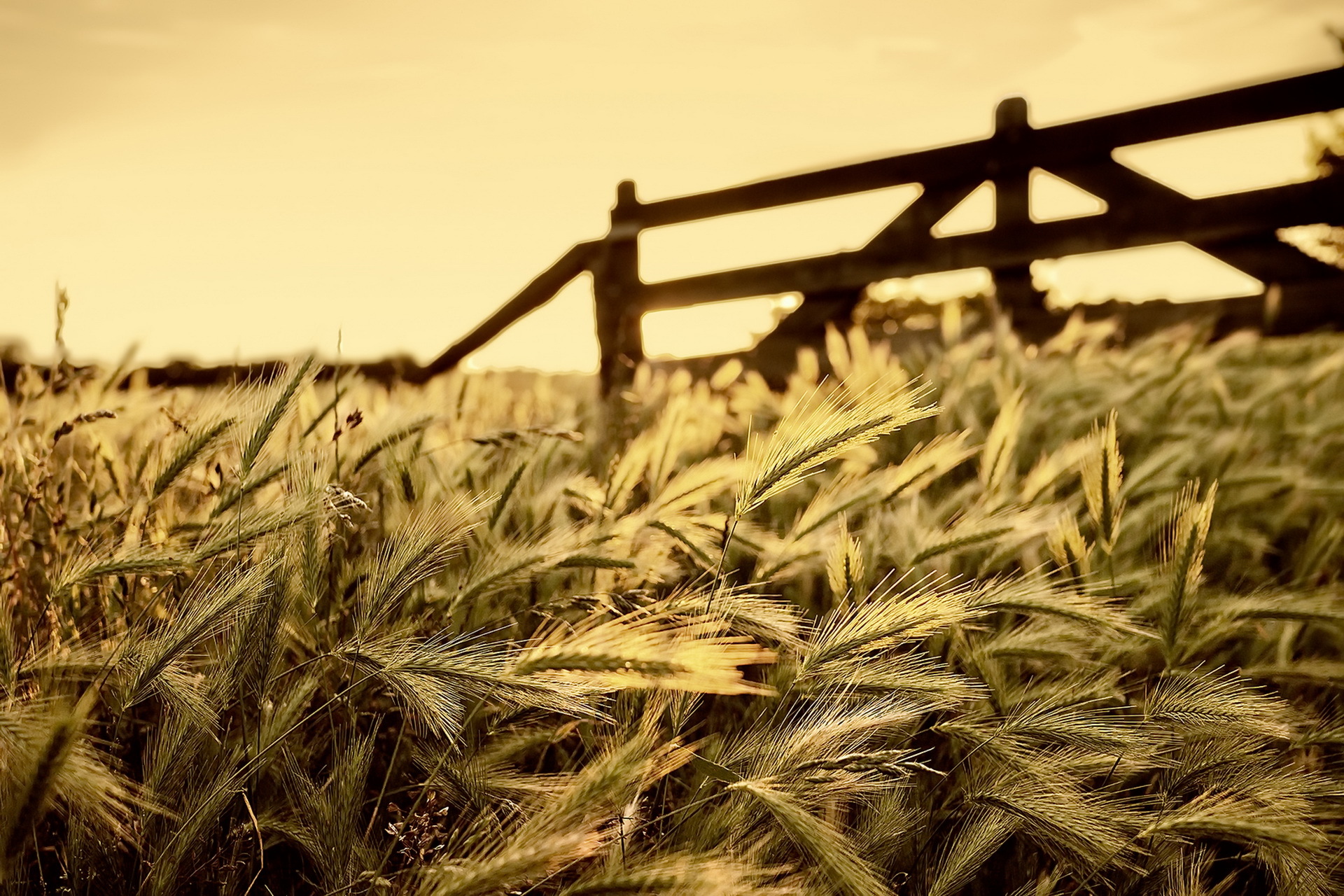 Descarga gratis la imagen Naturaleza, Verano, Trigo, Soleado, Tierra/naturaleza en el escritorio de tu PC