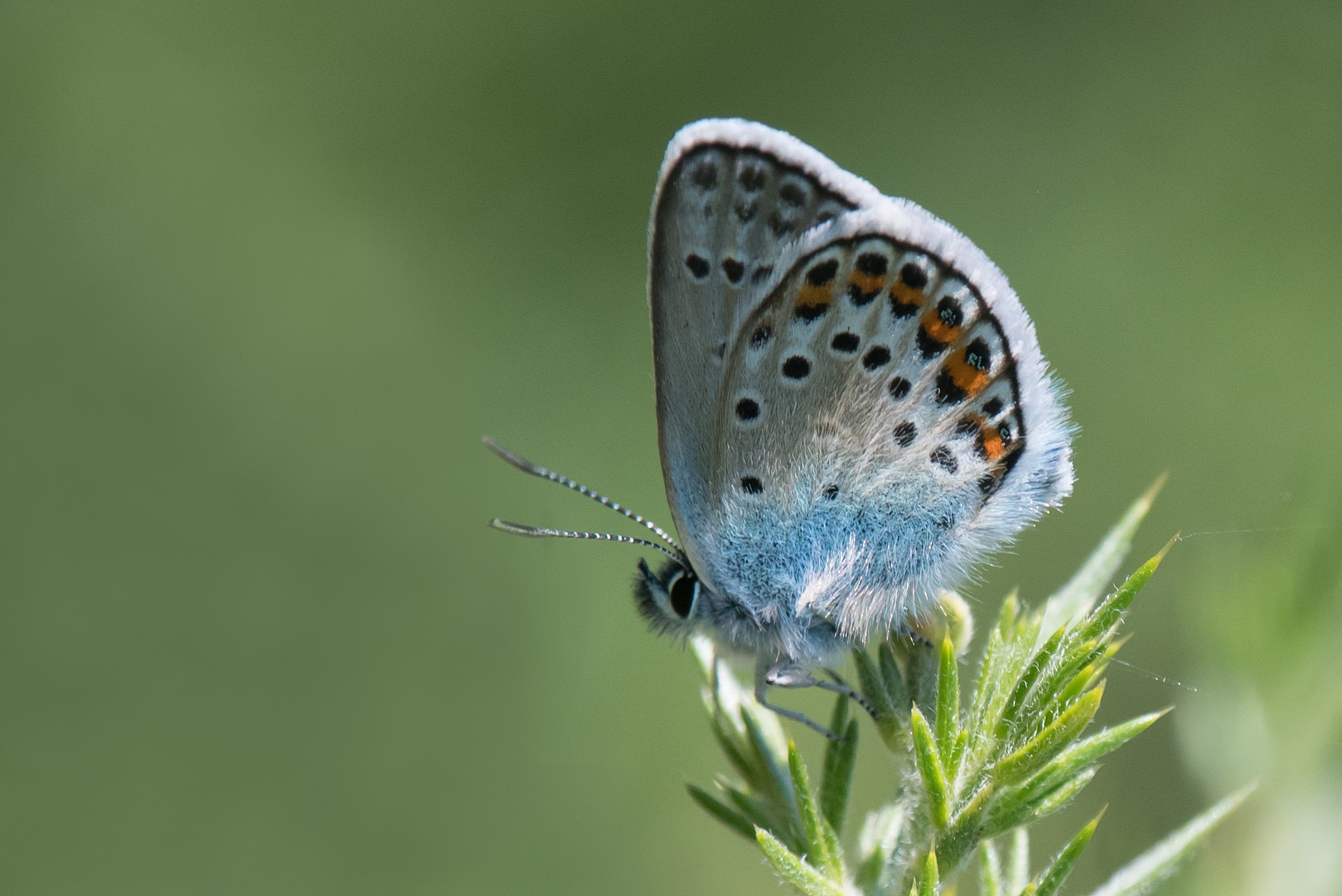 Free download wallpaper Macro, Insect, Butterfly, Animal on your PC desktop