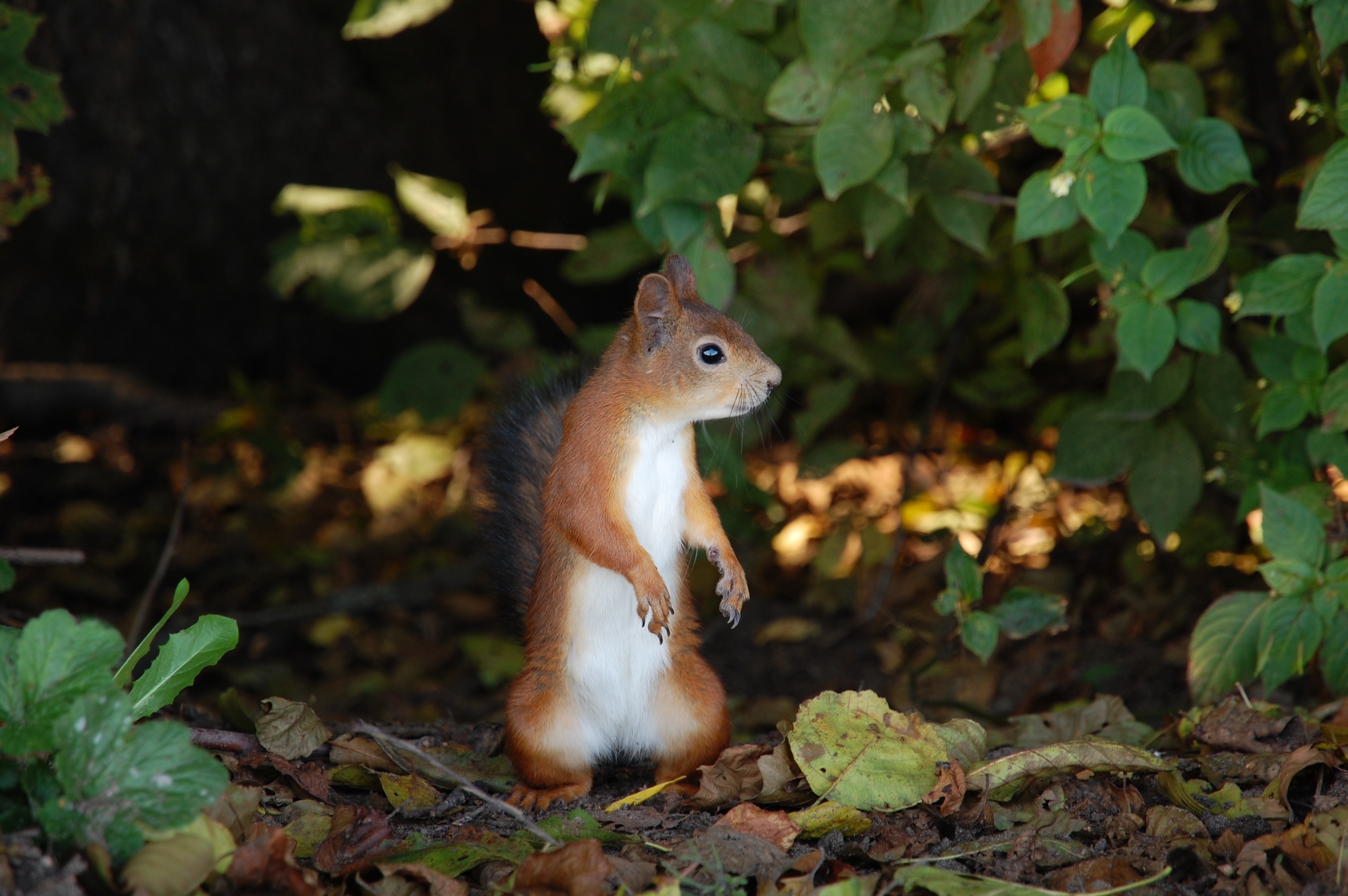 squirrel, animals, autumn, leaves, to stand, stand HD wallpaper