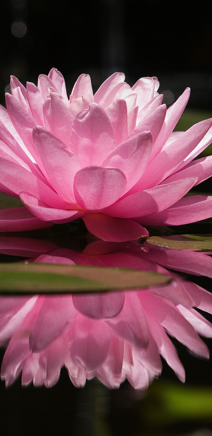 Baixar papel de parede para celular de Flores, Reflexão, Flor, Flor Rosa, Terra/natureza, Reflecção, Lírio De Água gratuito.