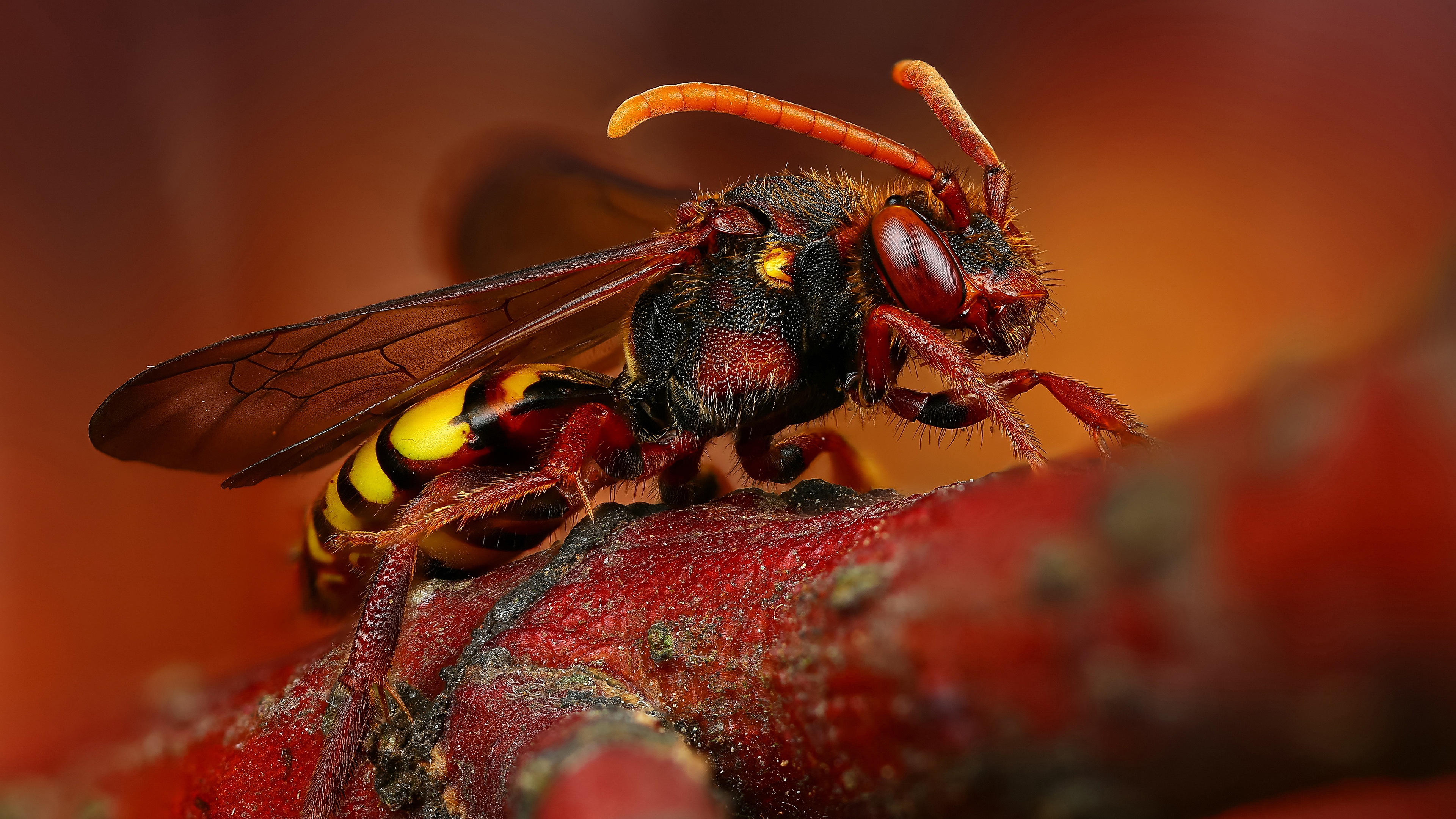 Download mobile wallpaper Insects, Macro, Animal, Wasp for free.
