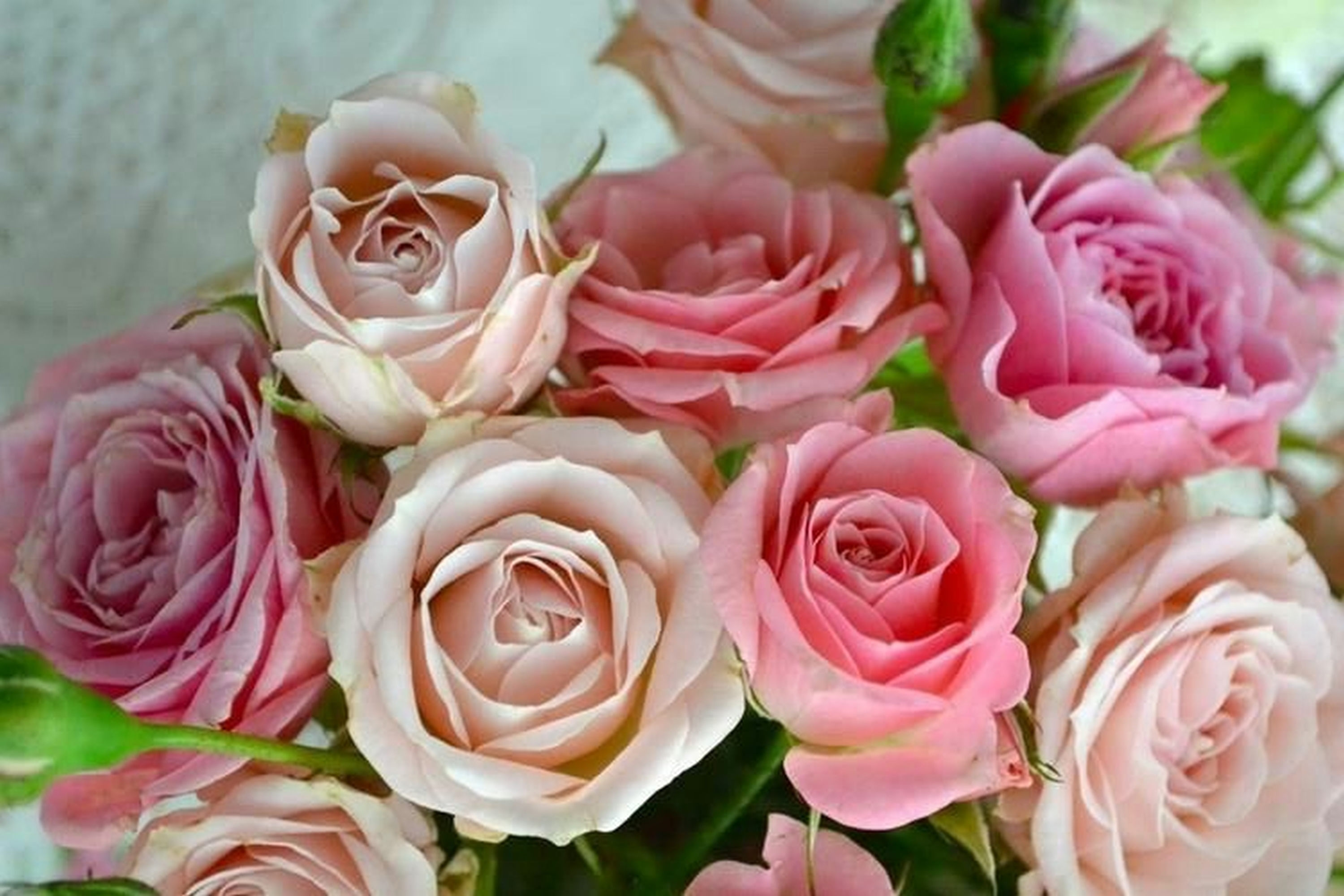 Téléchargez gratuitement l'image Rose, Fleur, Terre, Terre/nature, Fleur Rose, Rose Rose sur le bureau de votre PC