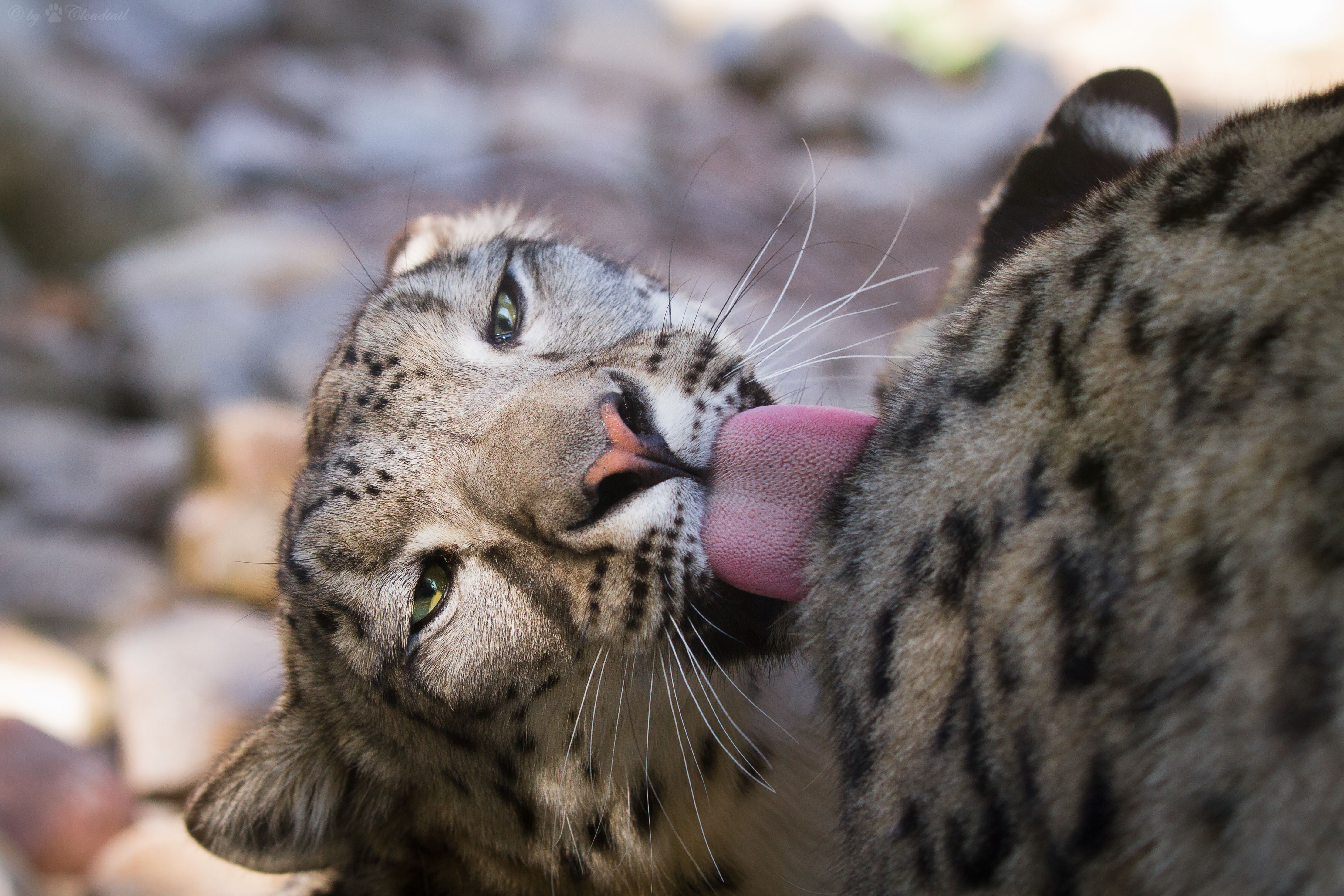 Laden Sie das Tiere, Katzen, Schneeleopard-Bild kostenlos auf Ihren PC-Desktop herunter