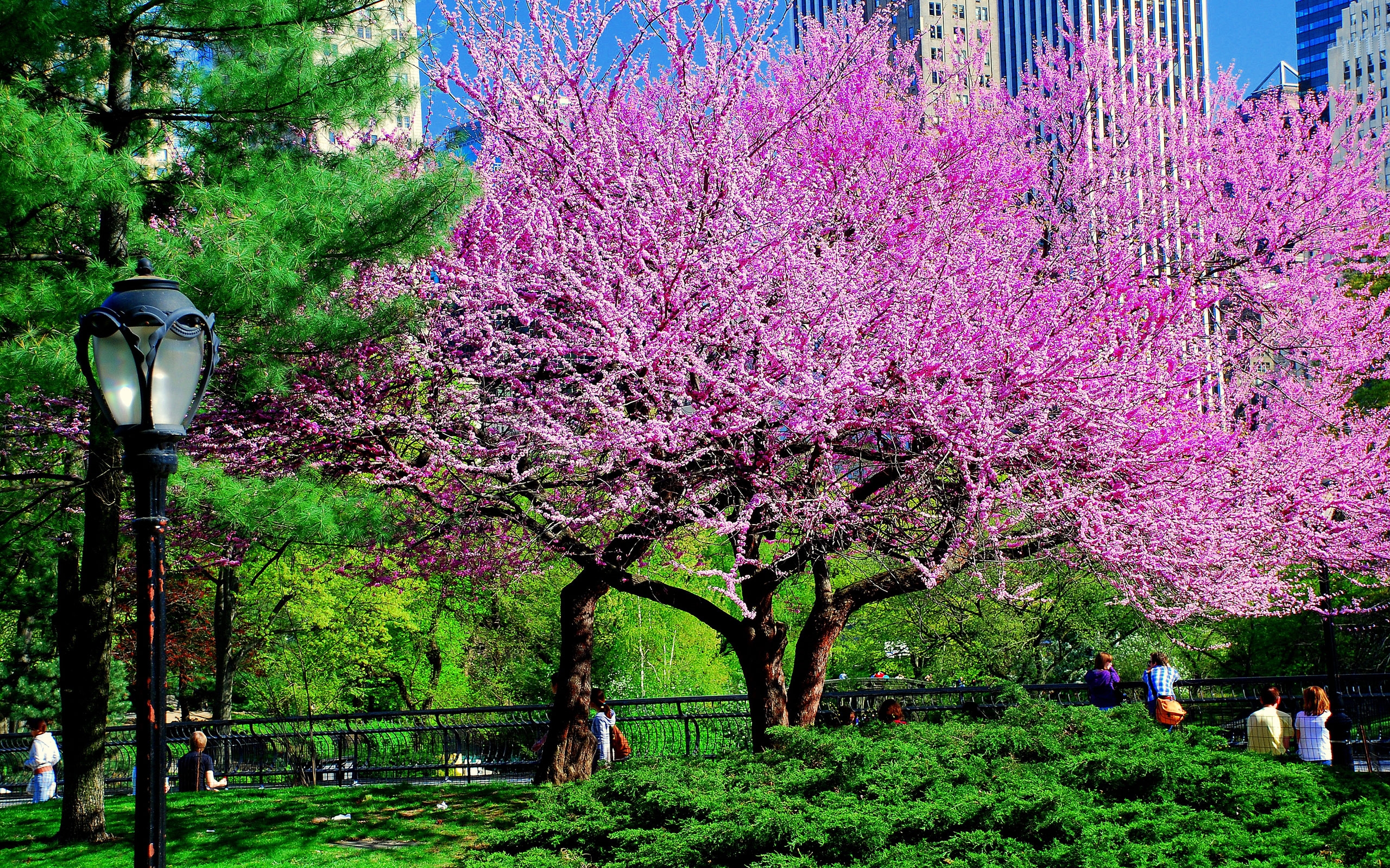 Download mobile wallpaper City, Park, Tree, Photography, Lamp Post, Blossom, Pink Flower for free.