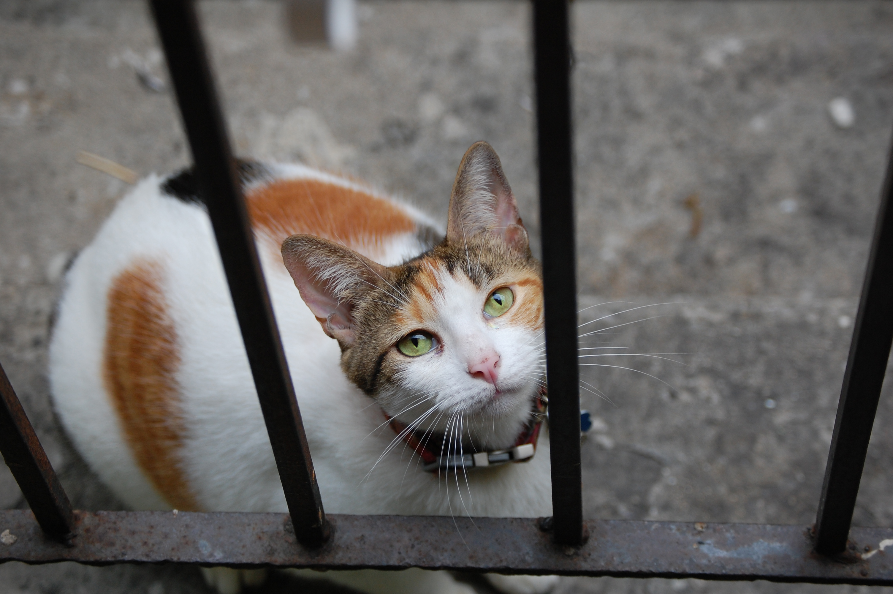 Laden Sie das Tiere, Katzen, Katze-Bild kostenlos auf Ihren PC-Desktop herunter