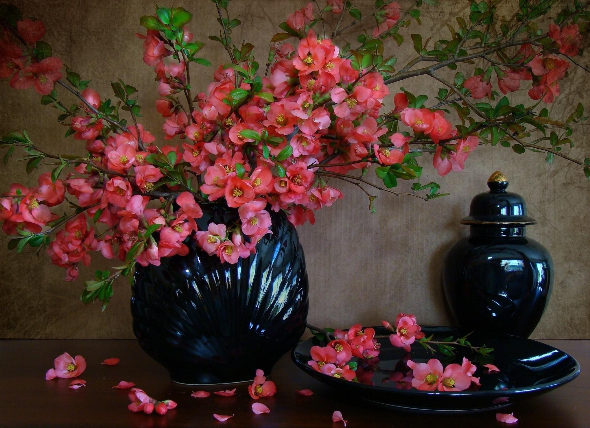 Laden Sie das Geäst, Zweige, Blühen, Teller, Vase, Blumen, Blütenblätter, Blühenden, Frühling-Bild kostenlos auf Ihren PC-Desktop herunter