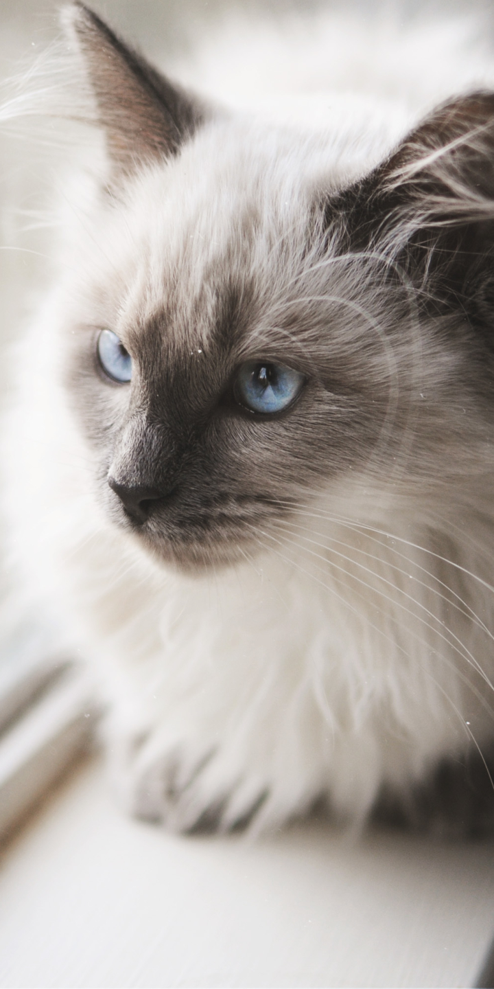 Download mobile wallpaper Cats, Cat, Animal, Blue Eyes for free.