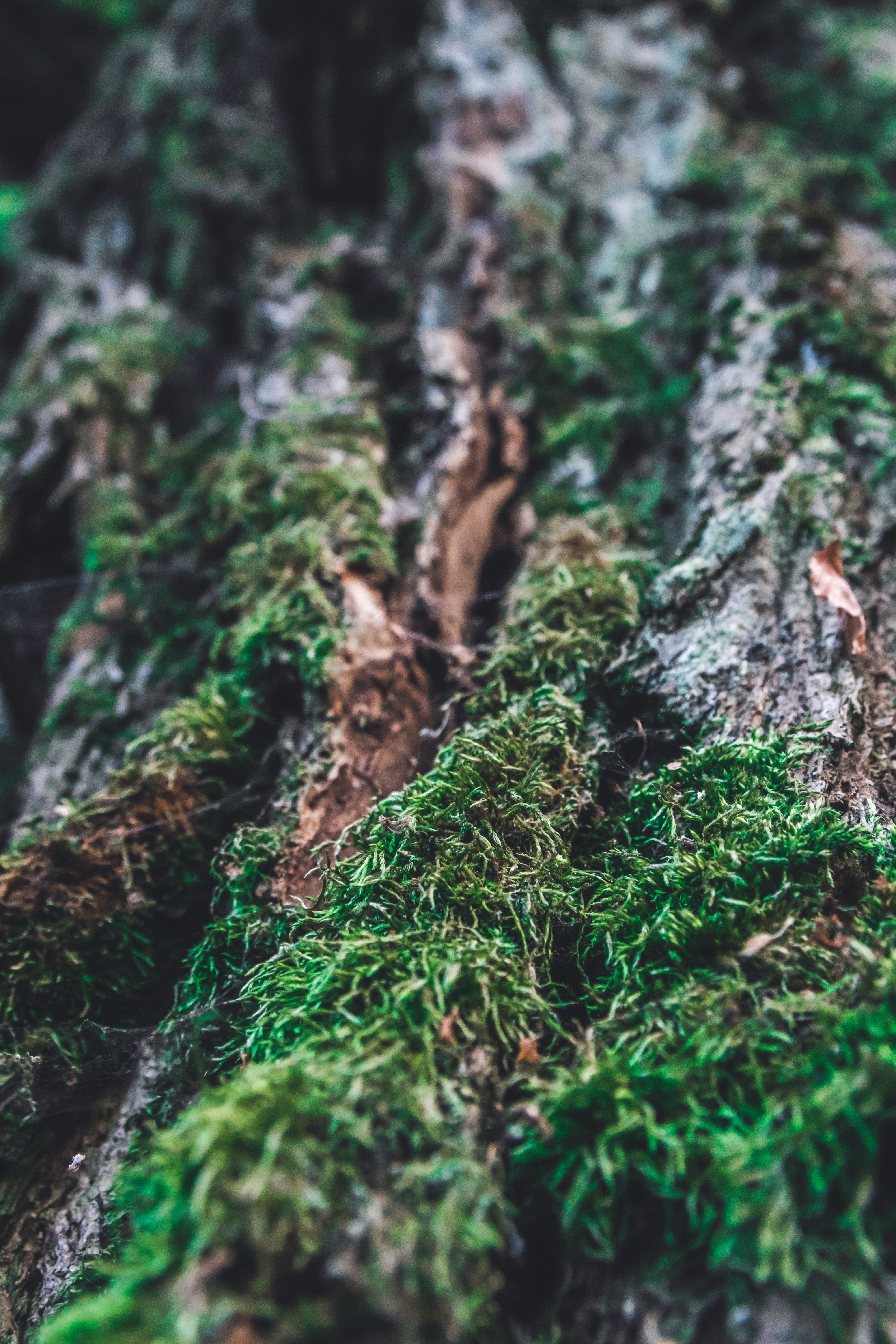 Download mobile wallpaper Wood, Macro, Bark, Tree, Moss, Smooth, Blur for free.