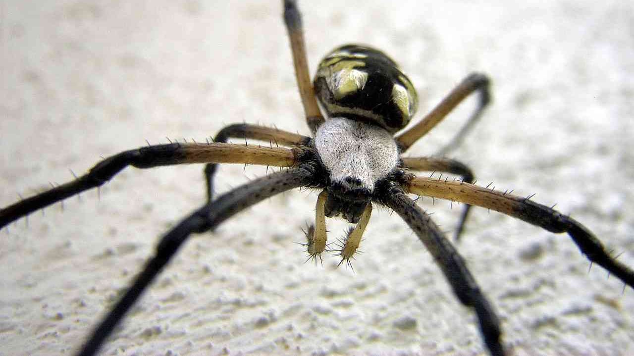 animal, spider