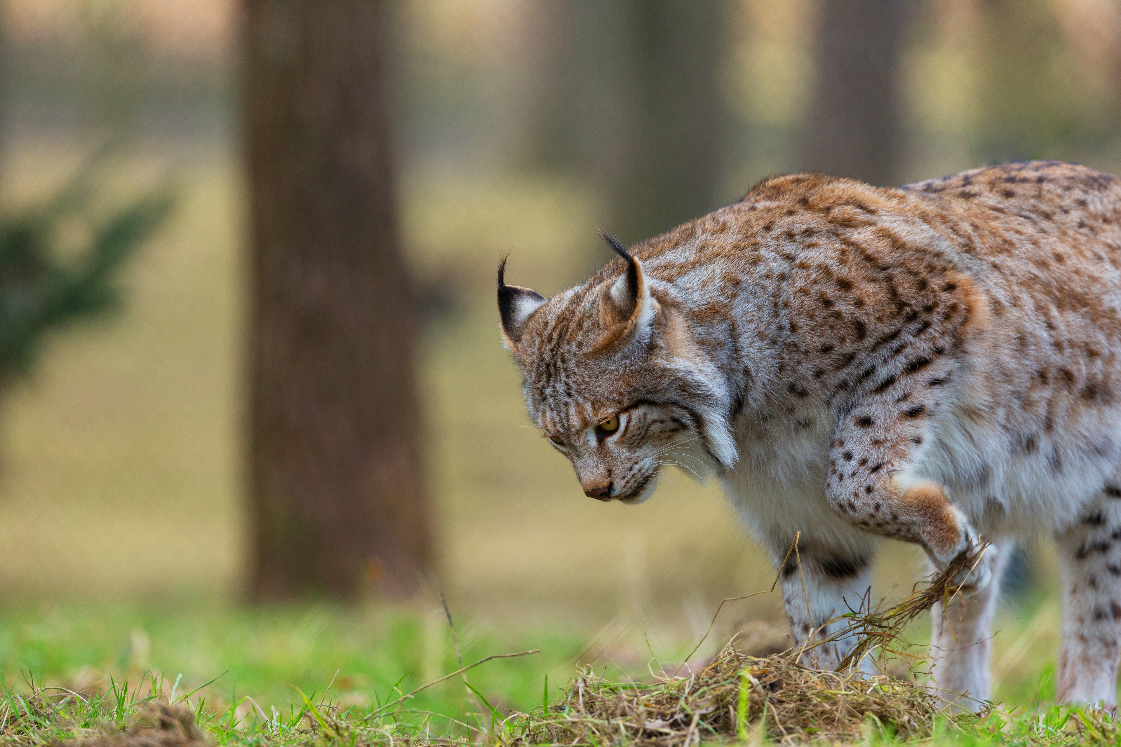 Descarga gratuita de fondo de pantalla para móvil de Lince, Gatos, Animales.