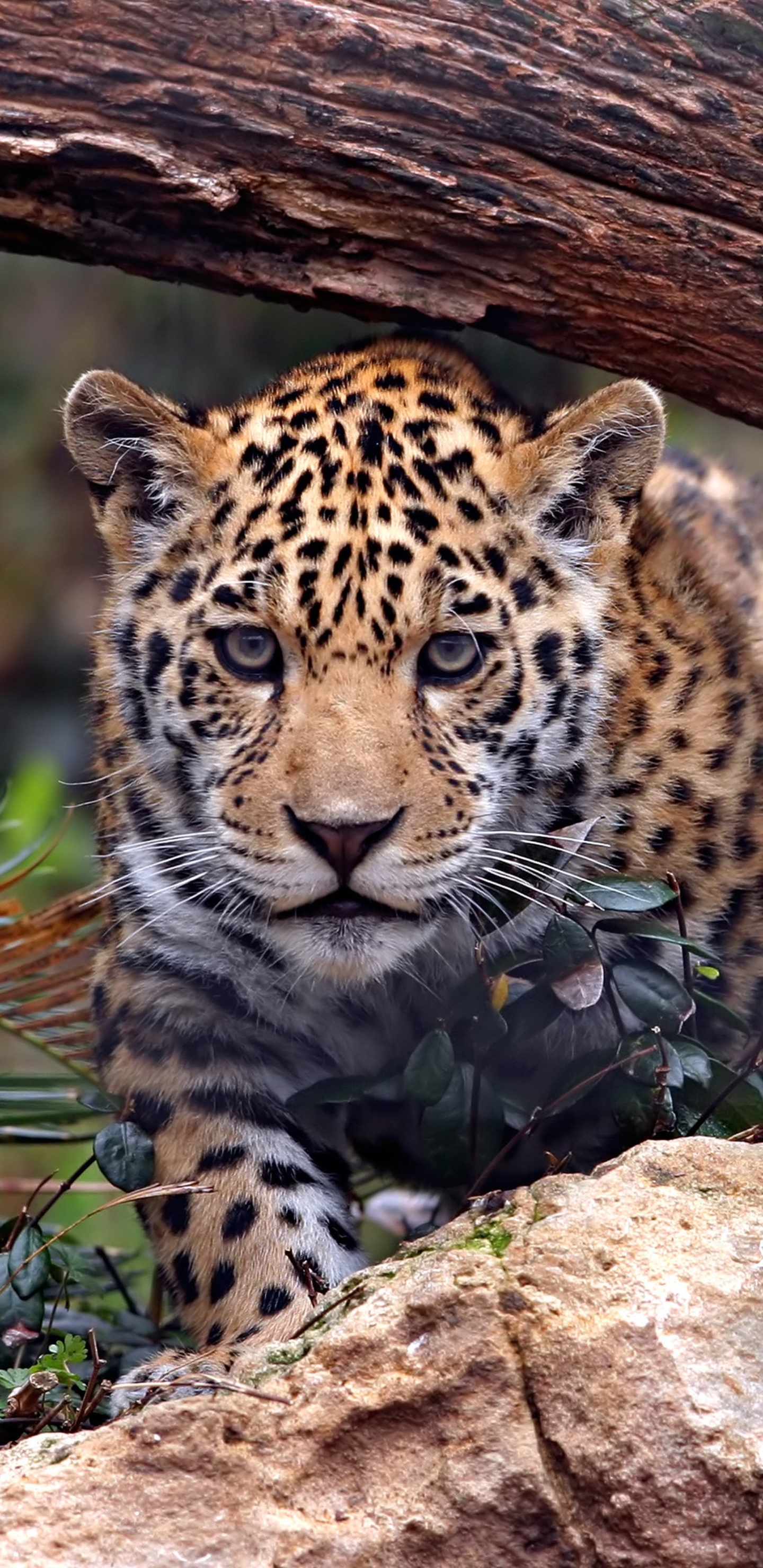 Скачать обои бесплатно Животные, Леопард, Ягуар, Кошки картинка на рабочий стол ПК