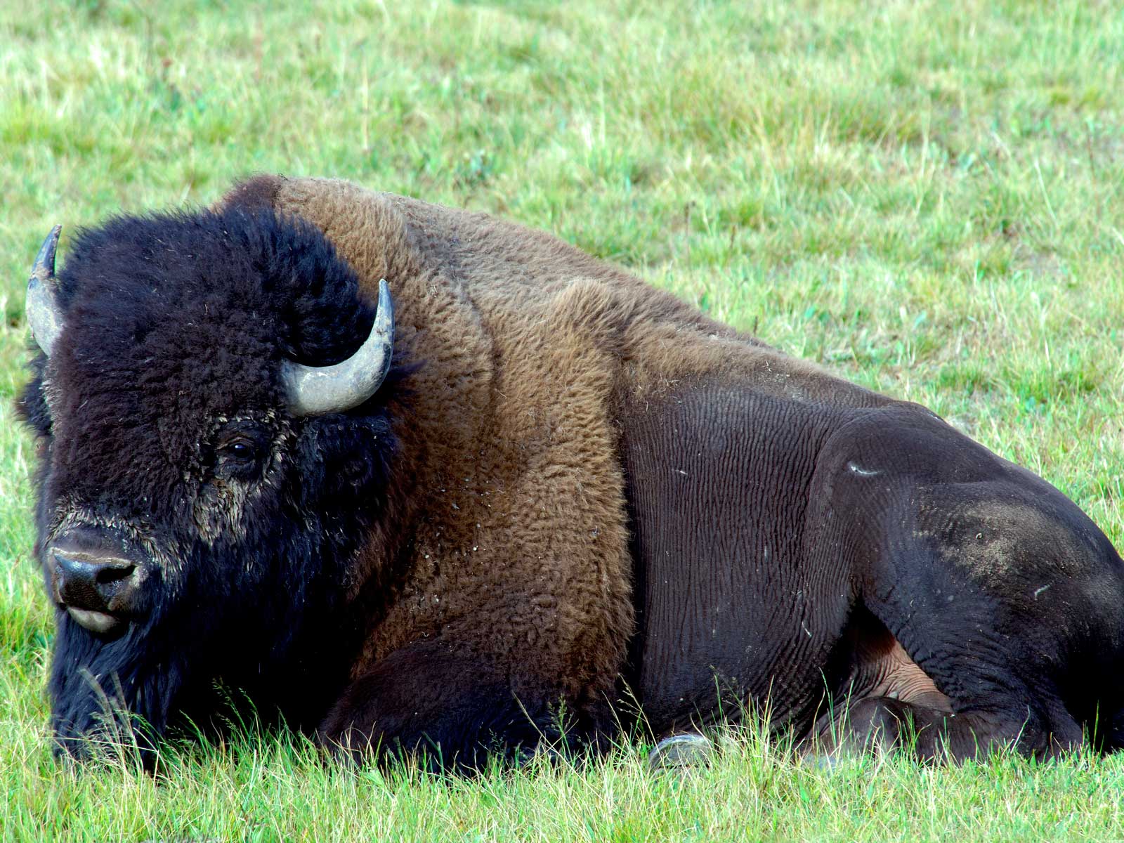 animal, american bison, buffalo