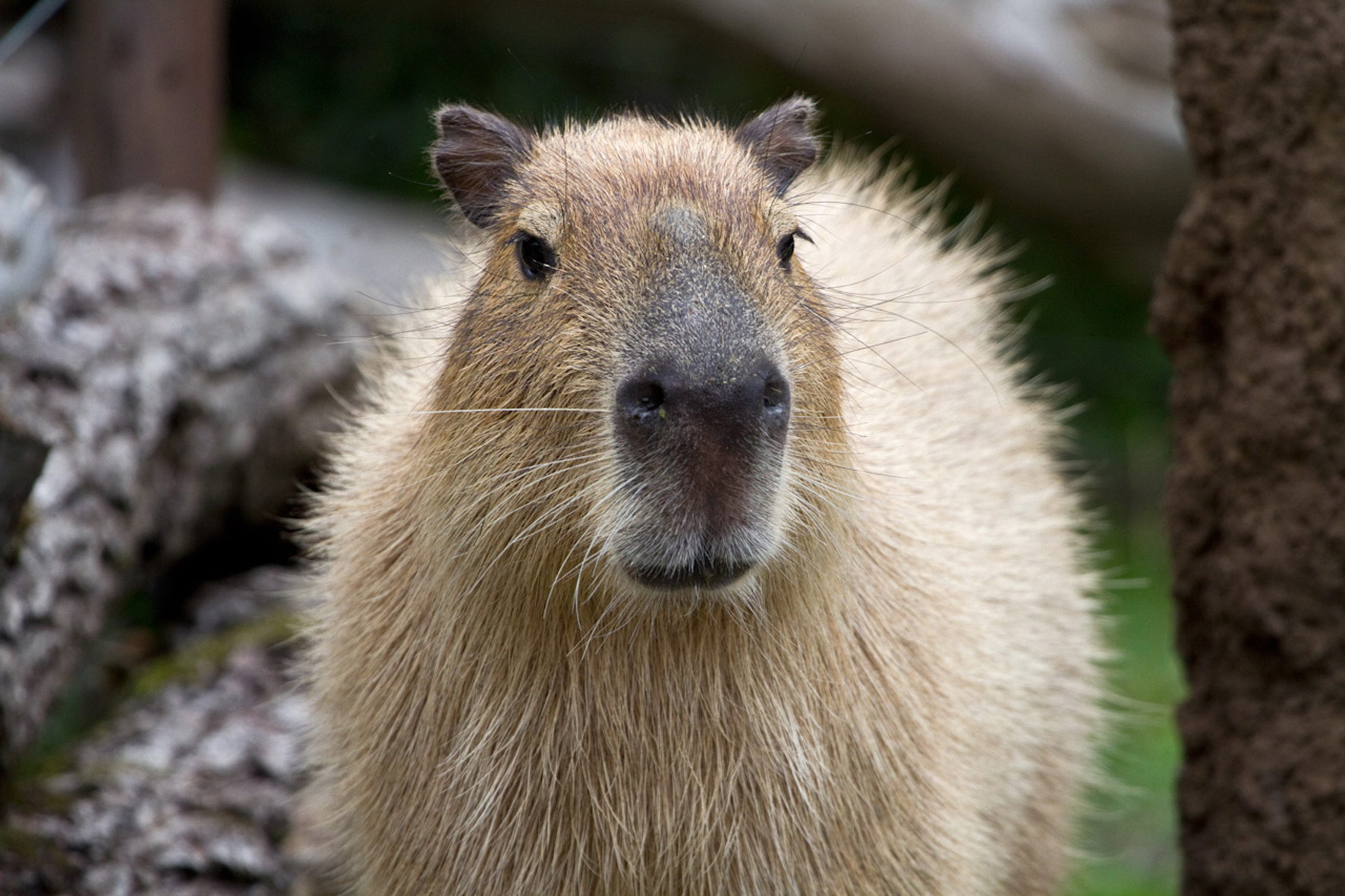 Télécharger des fonds d'écran Capybara HD