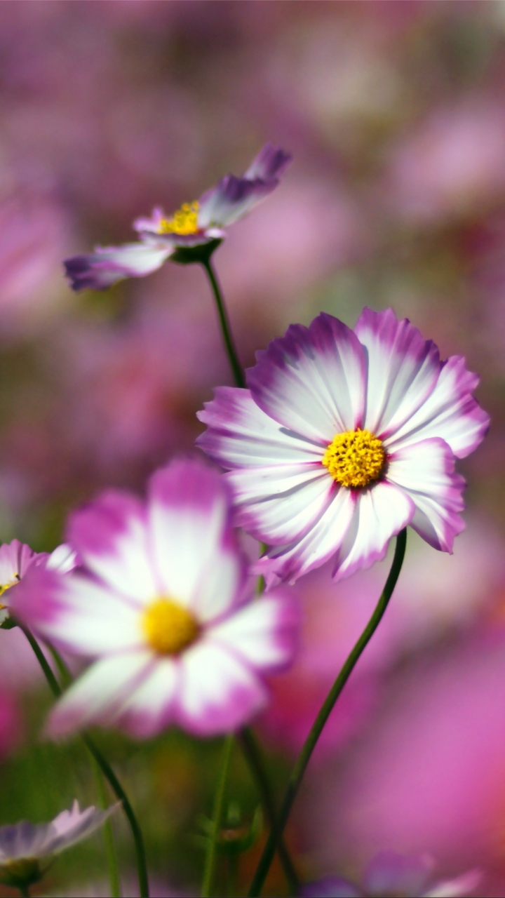 Descarga gratuita de fondo de pantalla para móvil de Flores, Flor, Tierra/naturaleza.