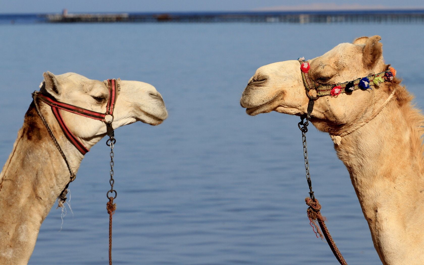 animals, water, camels, couple, pair, team