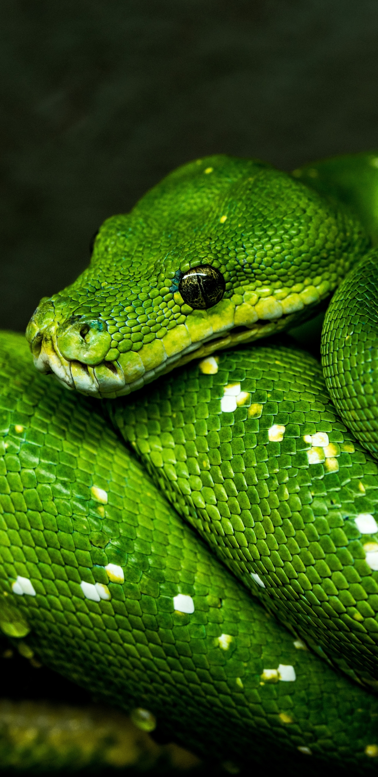 Laden Sie das Tiere, Reptil, Schlange, Reptilien, Python-Bild kostenlos auf Ihren PC-Desktop herunter