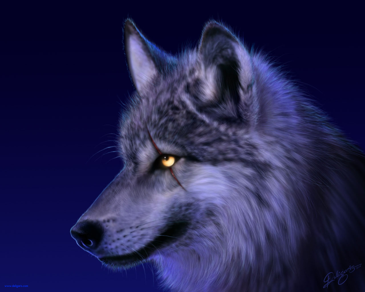animal, gray wolf
