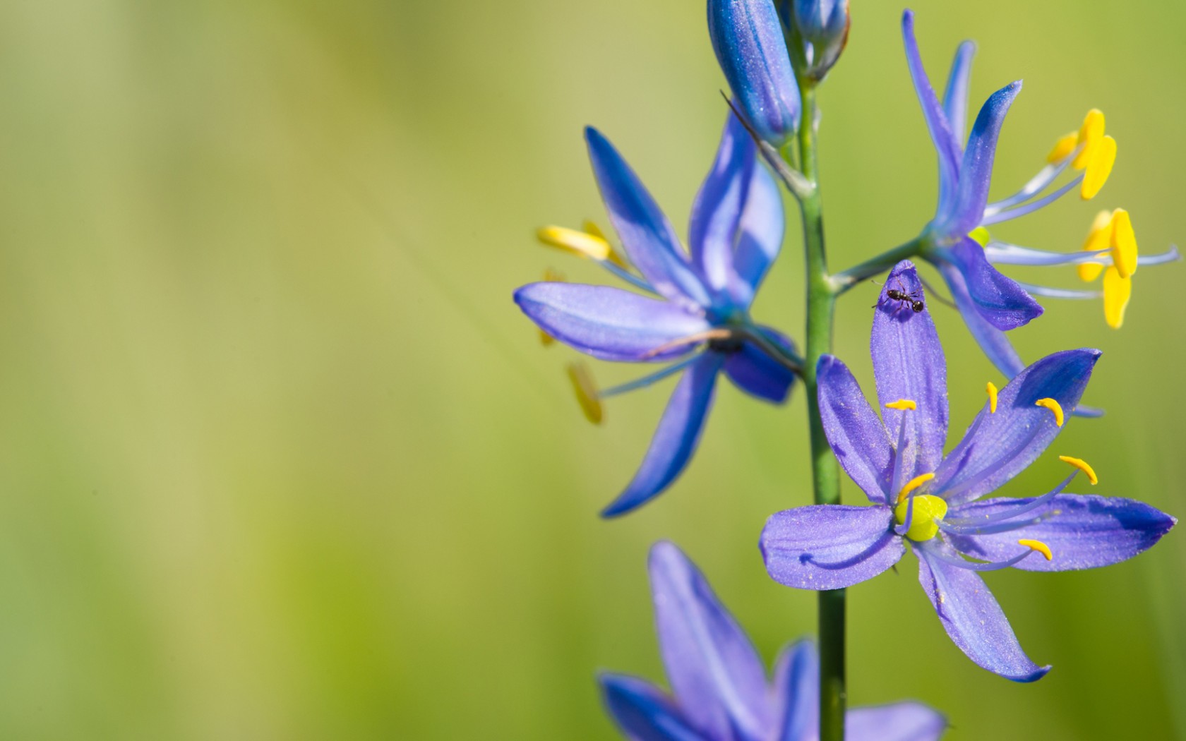 Téléchargez gratuitement l'image Fleurs, Fleur, Terre/nature sur le bureau de votre PC