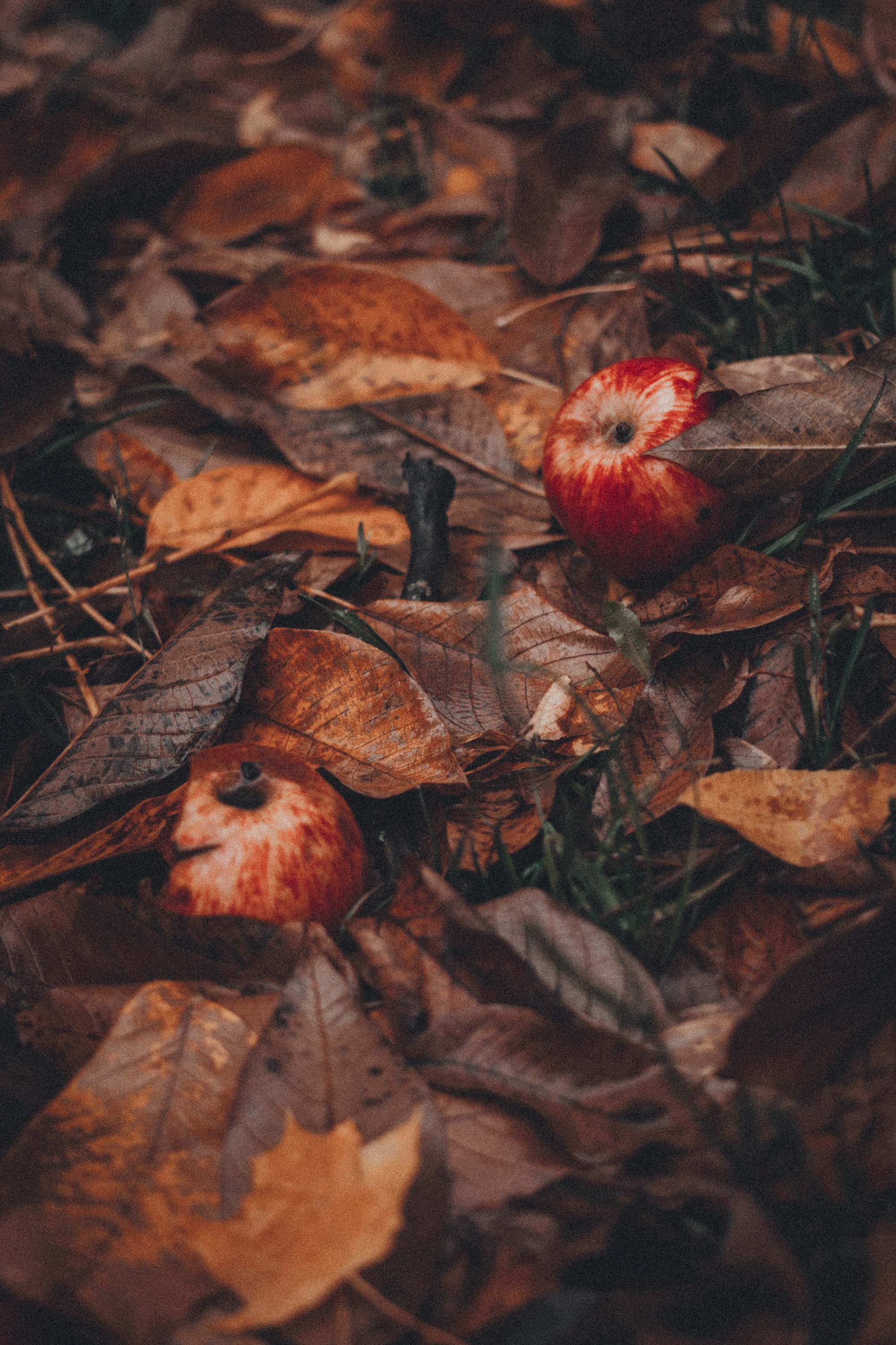 food, grass, autumn, leaves, apples, harvest Panoramic Wallpaper