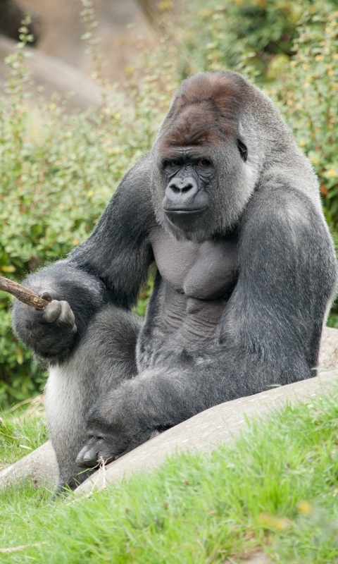 Téléchargez des papiers peints mobile Animaux, Singes, Gorille gratuitement.