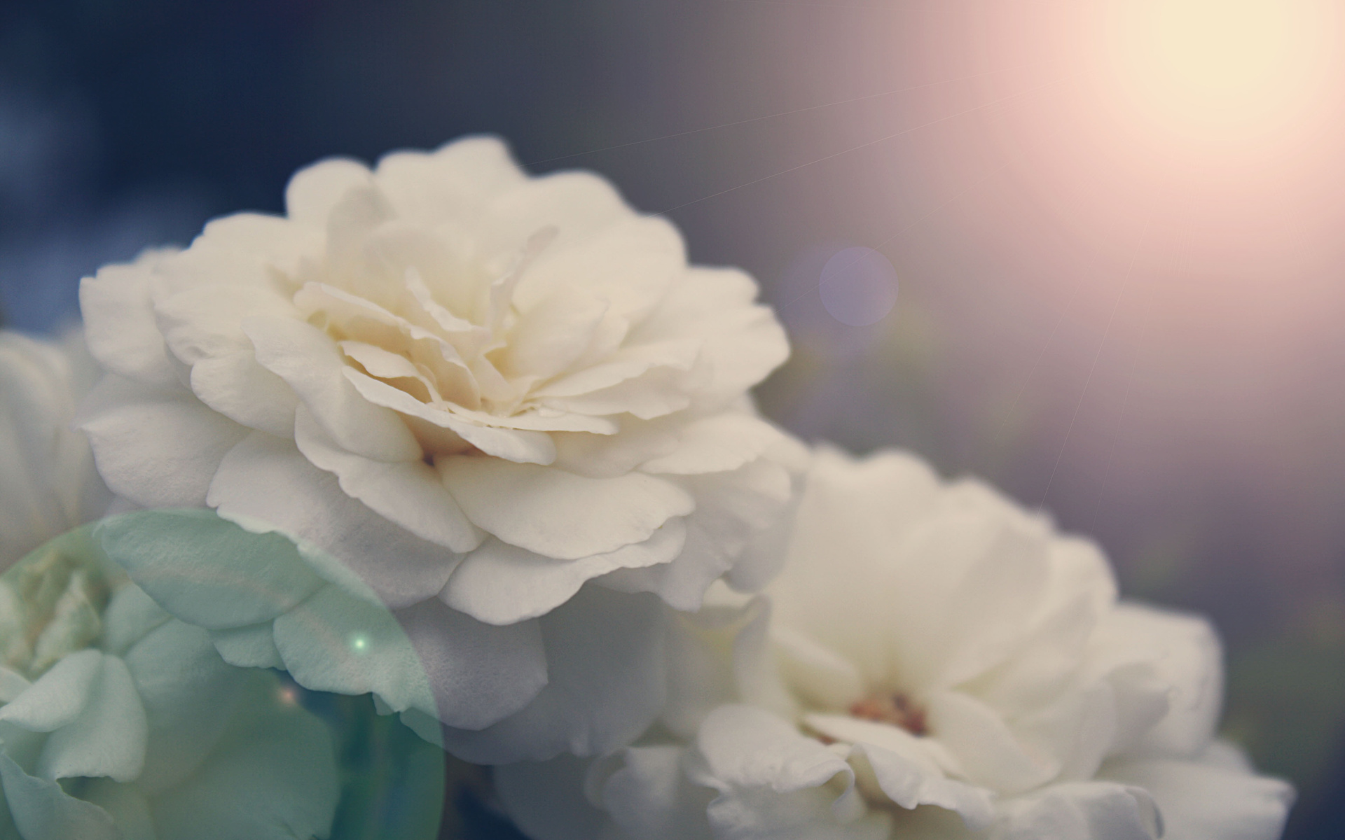 Laden Sie das Natur, Blumen, Blume, Makro, Rose, Pastell, Erde/natur-Bild kostenlos auf Ihren PC-Desktop herunter