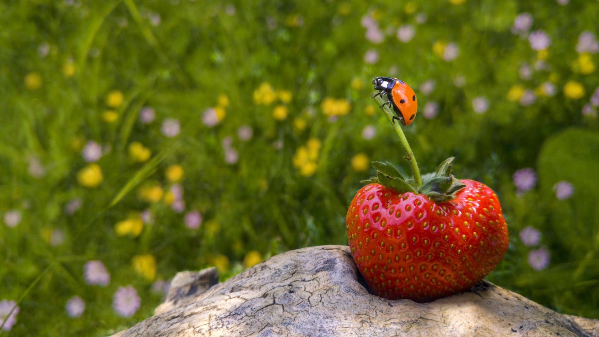 Free download wallpaper Strawberry, Macro, Insect, Berry, Animal, Fruit, Ladybug on your PC desktop