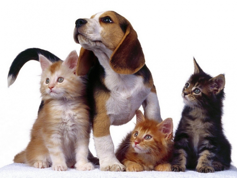 Baixar papel de parede para celular de Animais, Cães, Gatos gratuito.