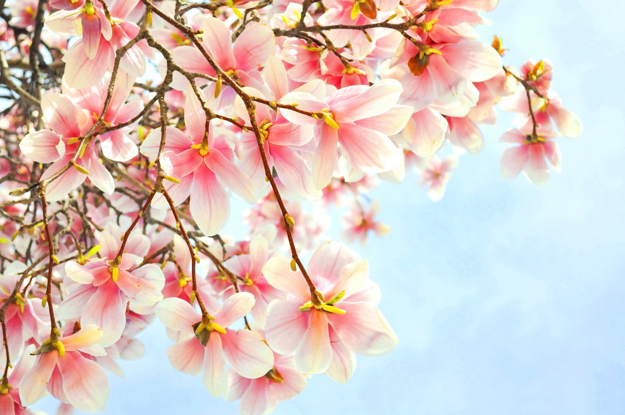 379595 descargar imagen tierra/naturaleza, magnolia, florecer, de cerca, flor rosa, árbol, árboles: fondos de pantalla y protectores de pantalla gratis