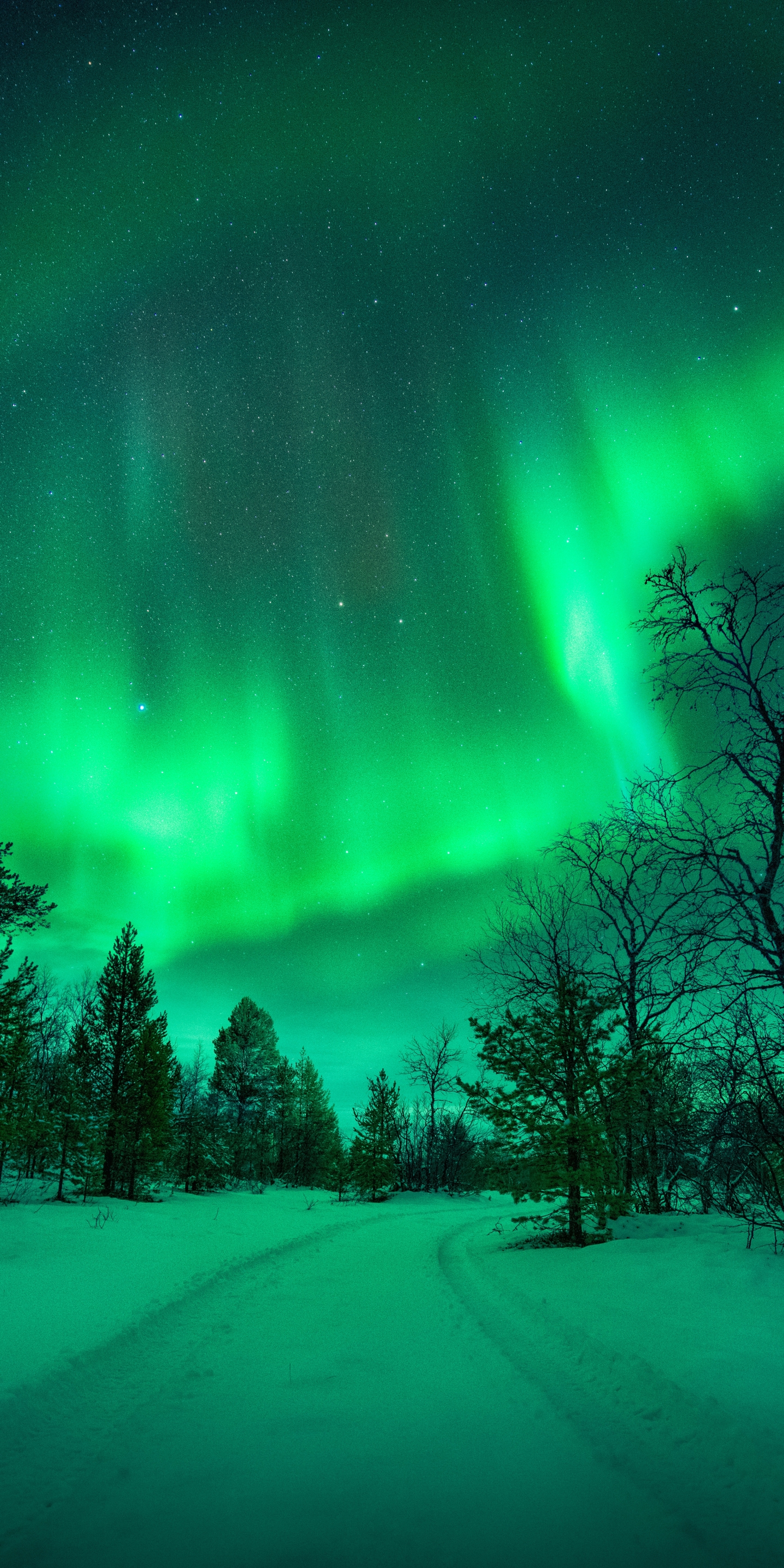 Download mobile wallpaper Winter, Nature, Sky, Night, Snow, Earth, Aurora Borealis for free.