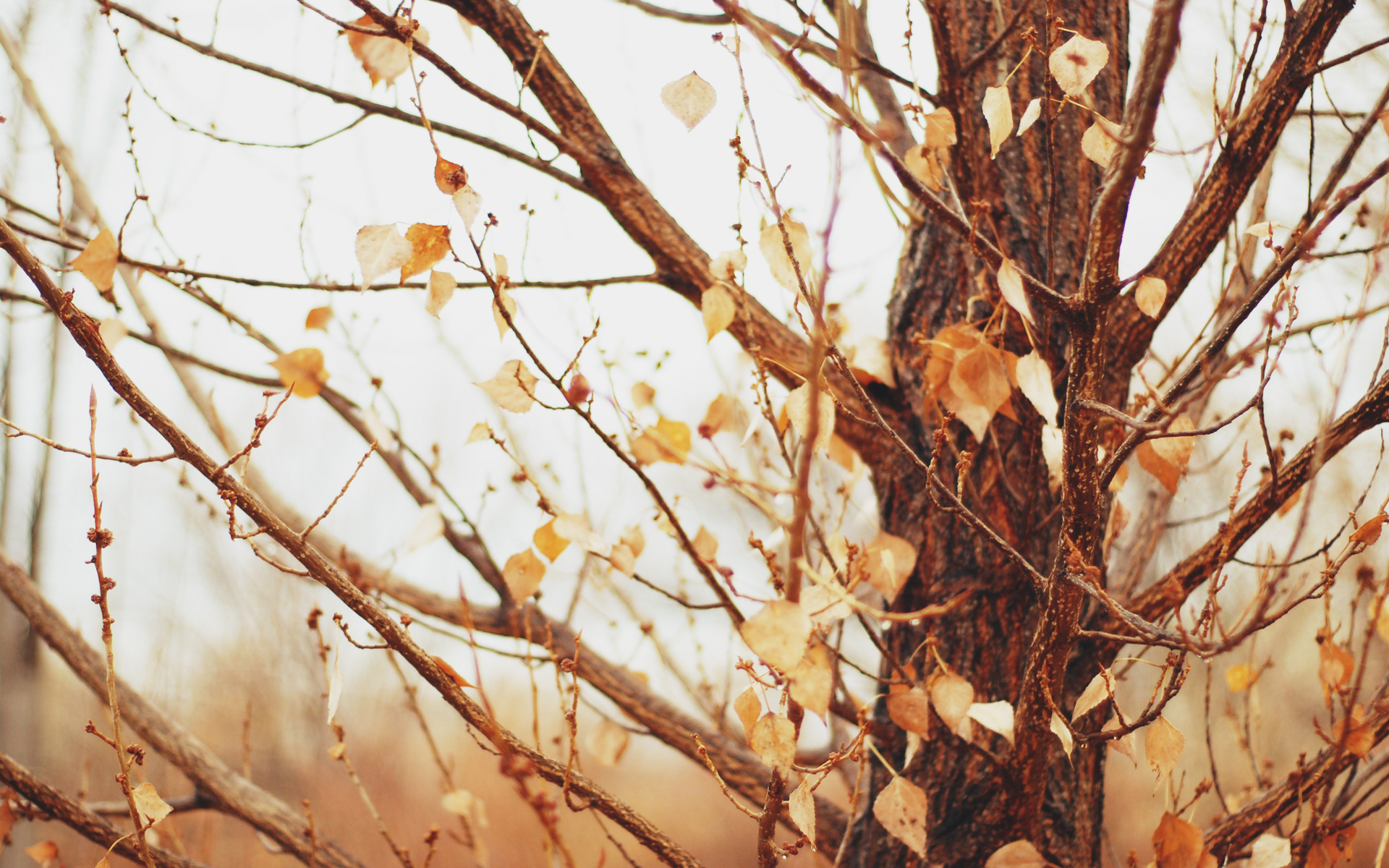 無料モバイル壁紙自然, 木, 秋, 葉, 地球, シーズンをダウンロードします。