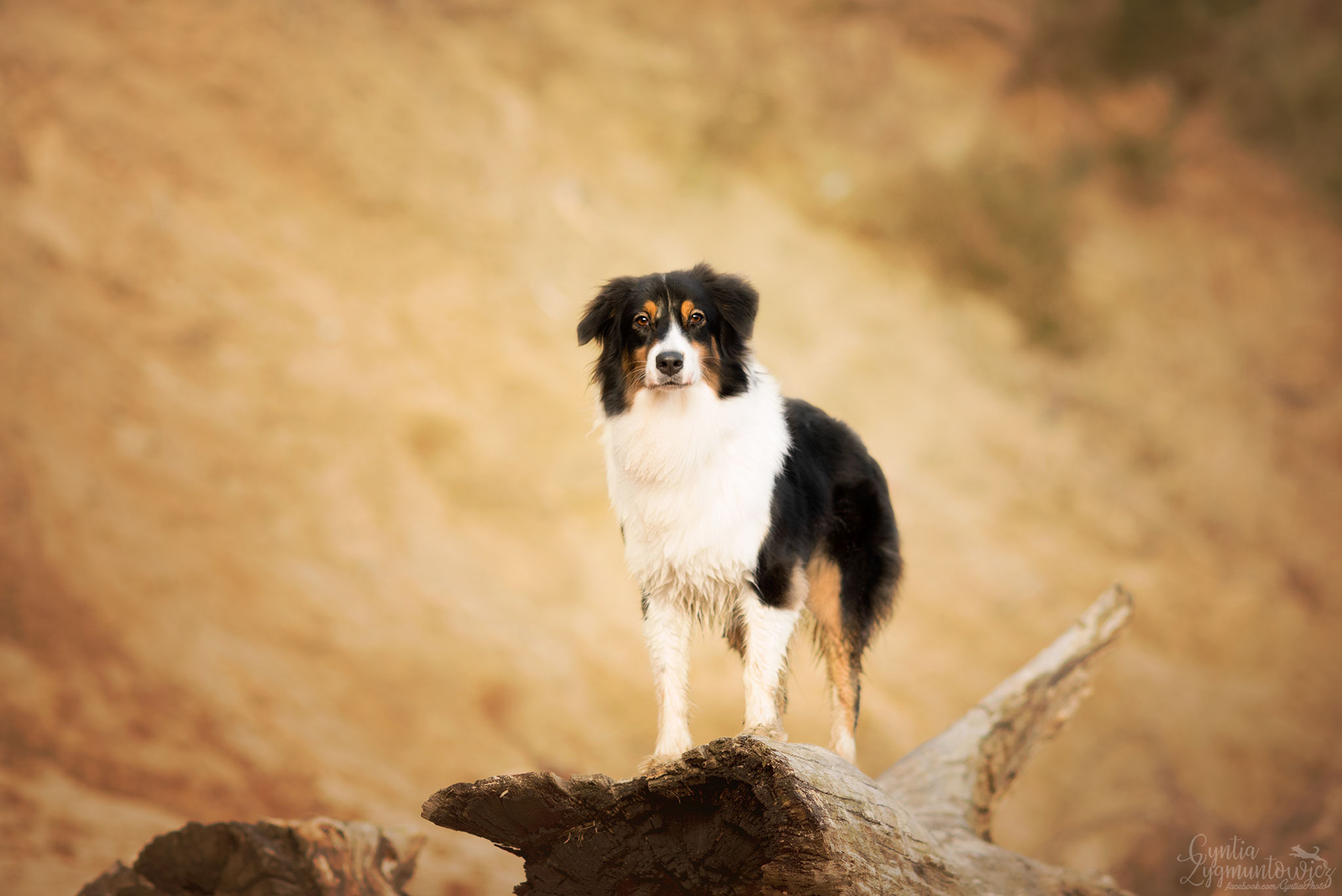 Descarga gratuita de fondo de pantalla para móvil de Animales, Perros, Pastor Australiano.