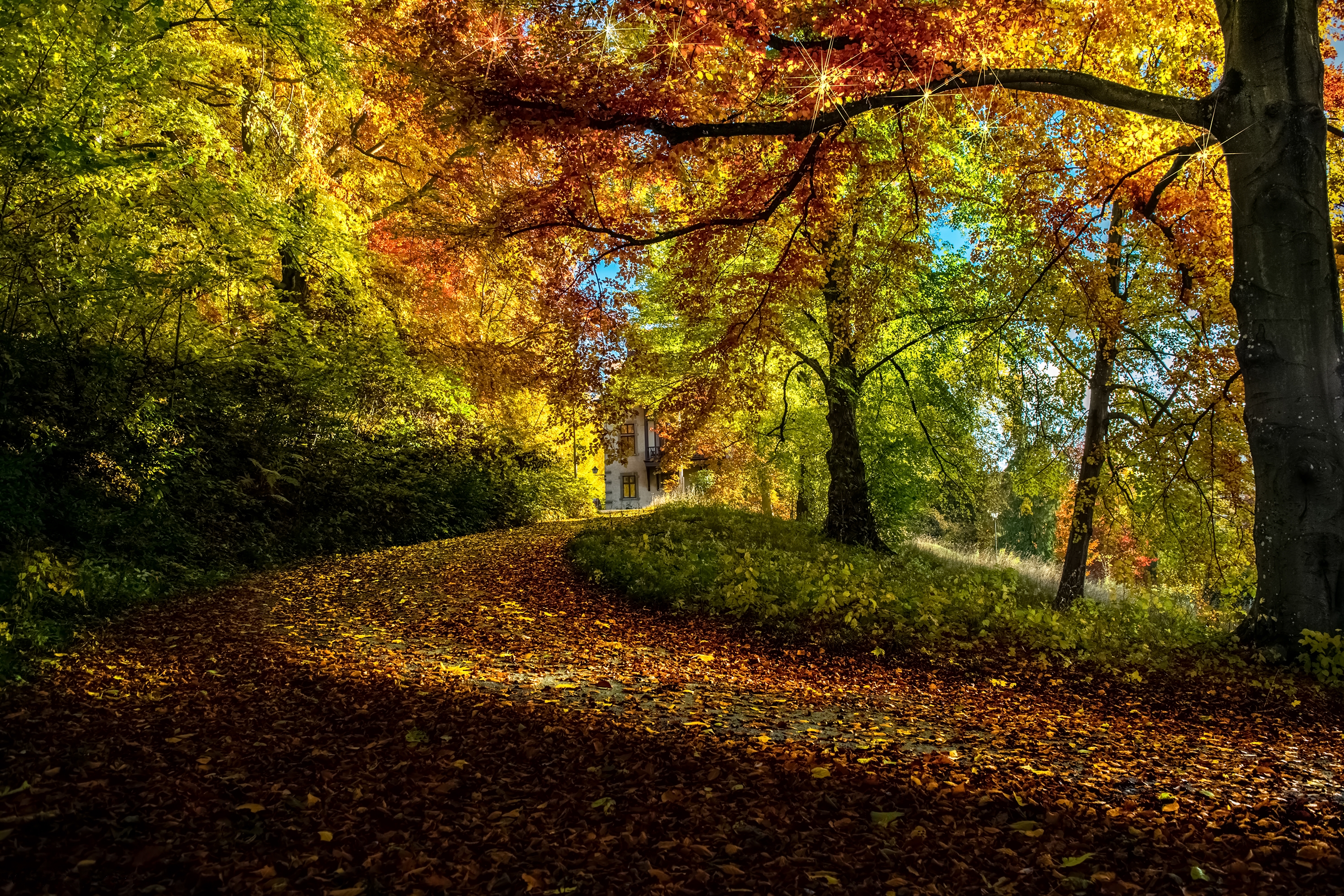 Baixe gratuitamente a imagem Outono, Caminho, Floresta, Folha, Feito Pelo Homem na área de trabalho do seu PC