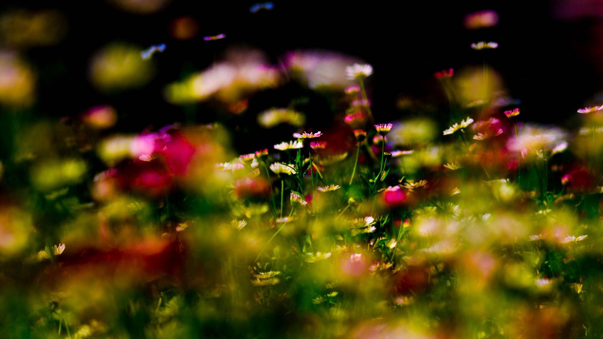 Free download wallpaper Macro, Grass, Plant, Flowers on your PC desktop
