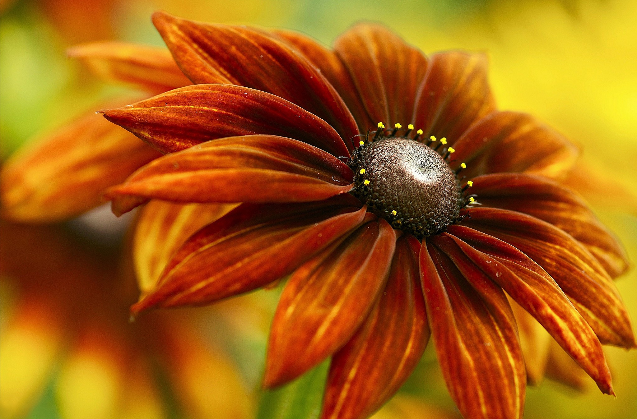 Laden Sie das Blumen, Blume, Nahansicht, Gänseblümchen, Erde/natur, Orange Farbe)-Bild kostenlos auf Ihren PC-Desktop herunter