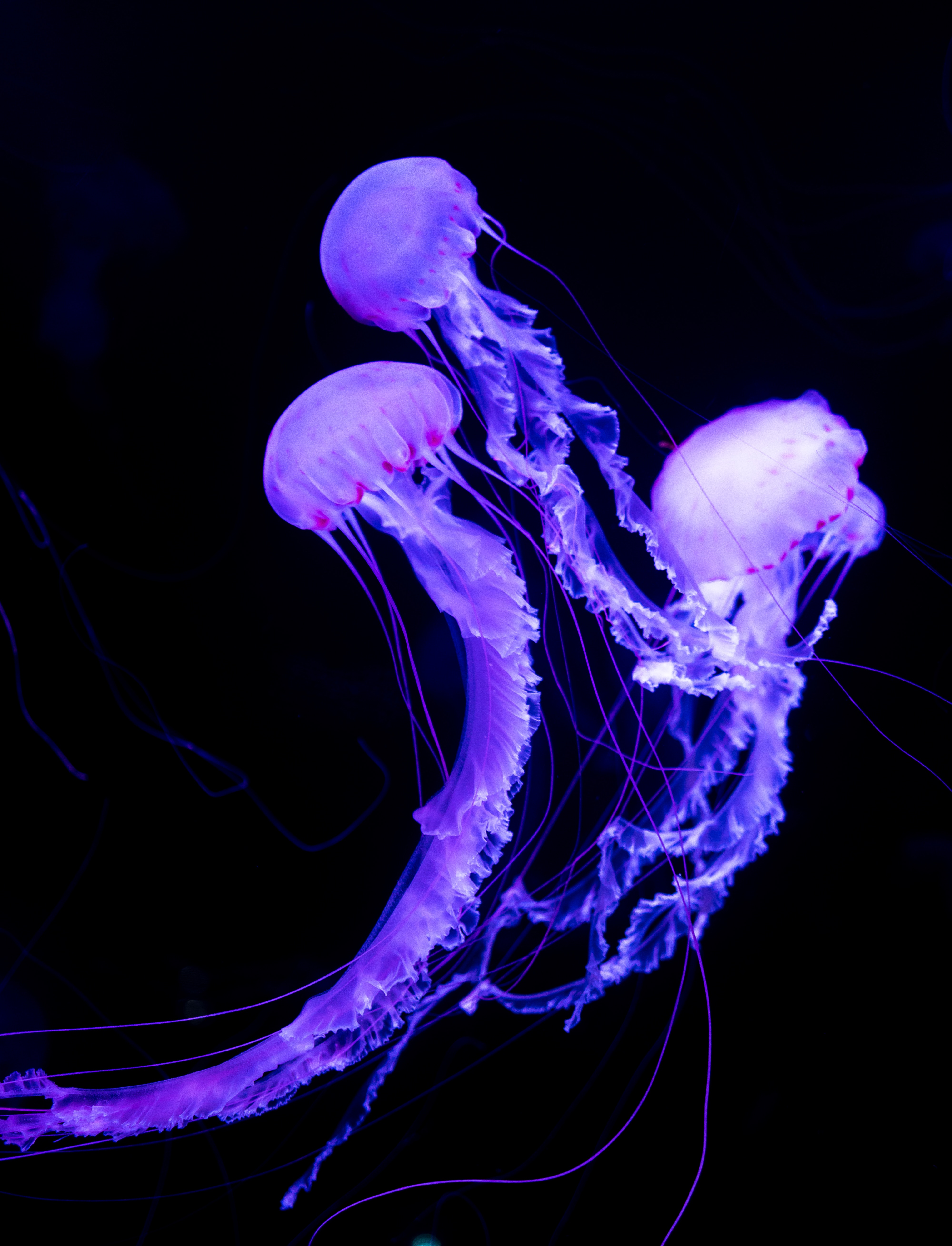 jellyfish, neon, luminous, animals, underwater world
